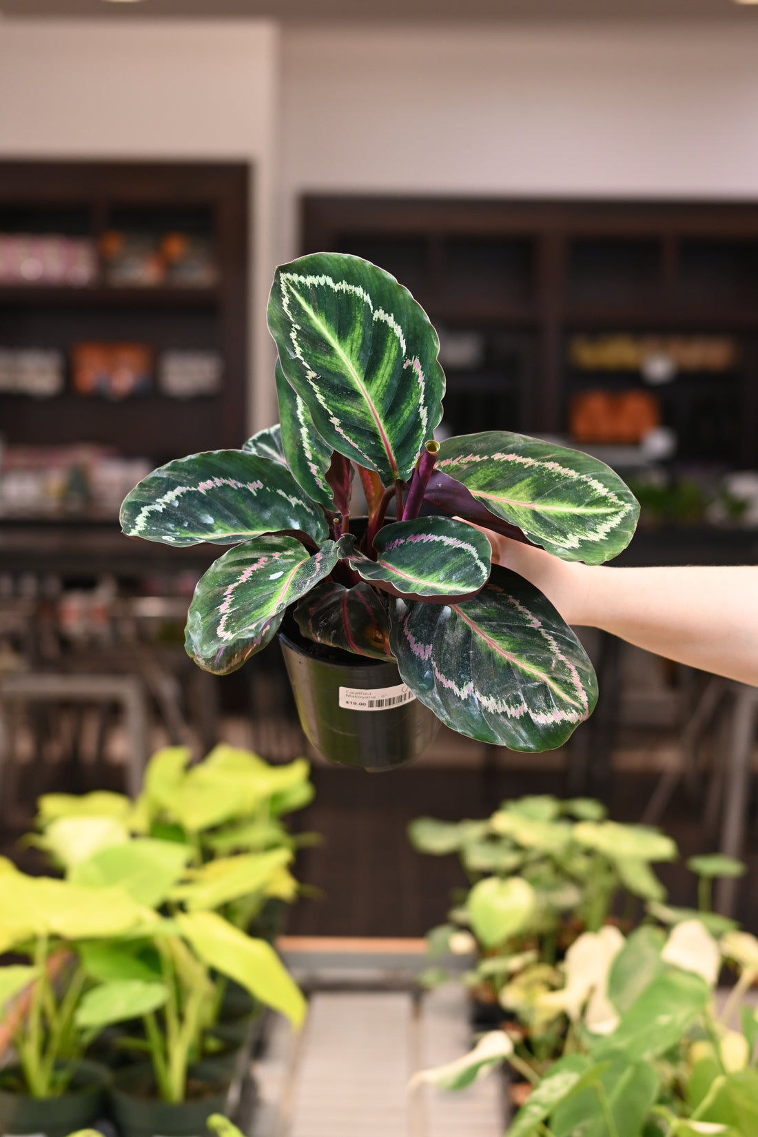 Calathea Roseopicta