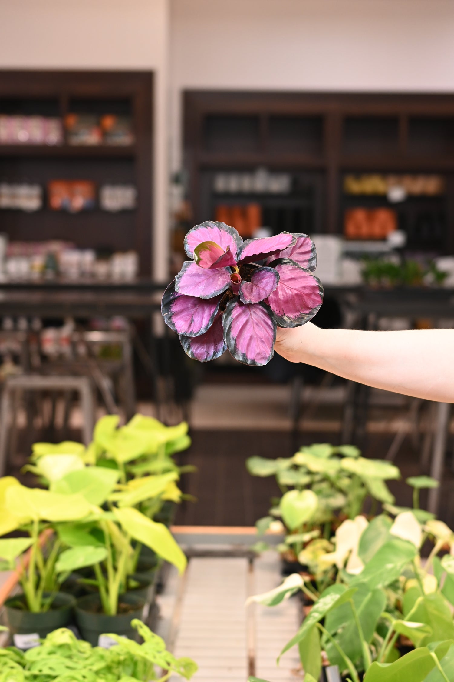 Calathea Rosy