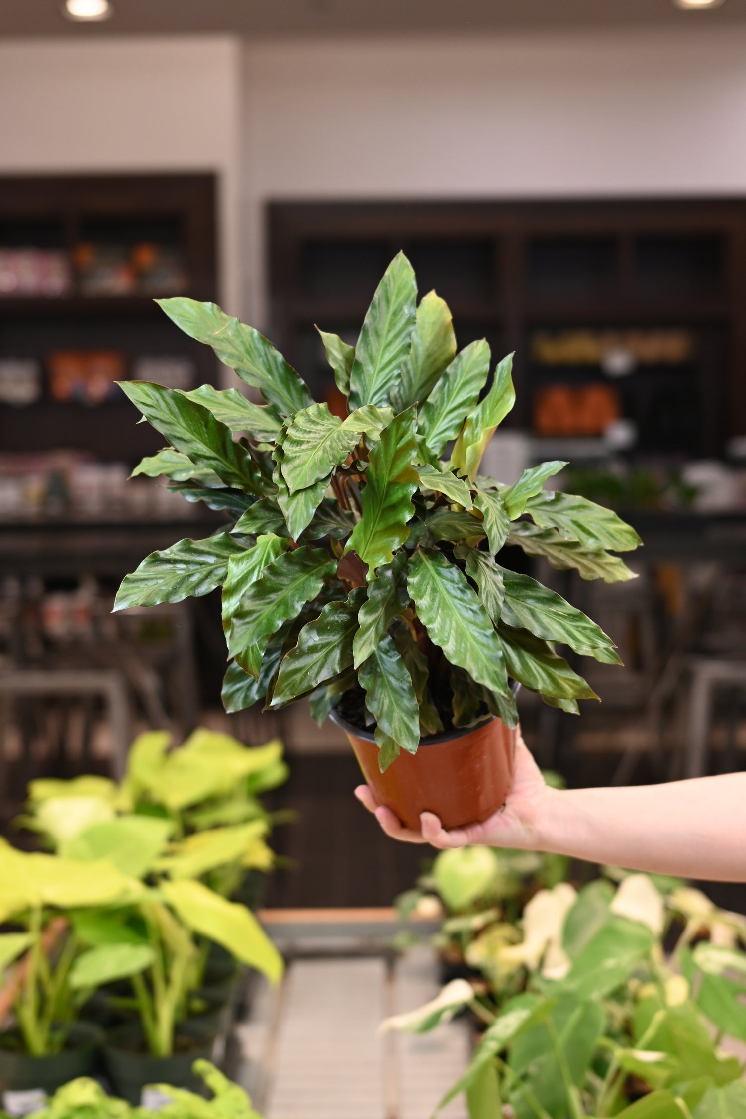 Calathea Rufibarba