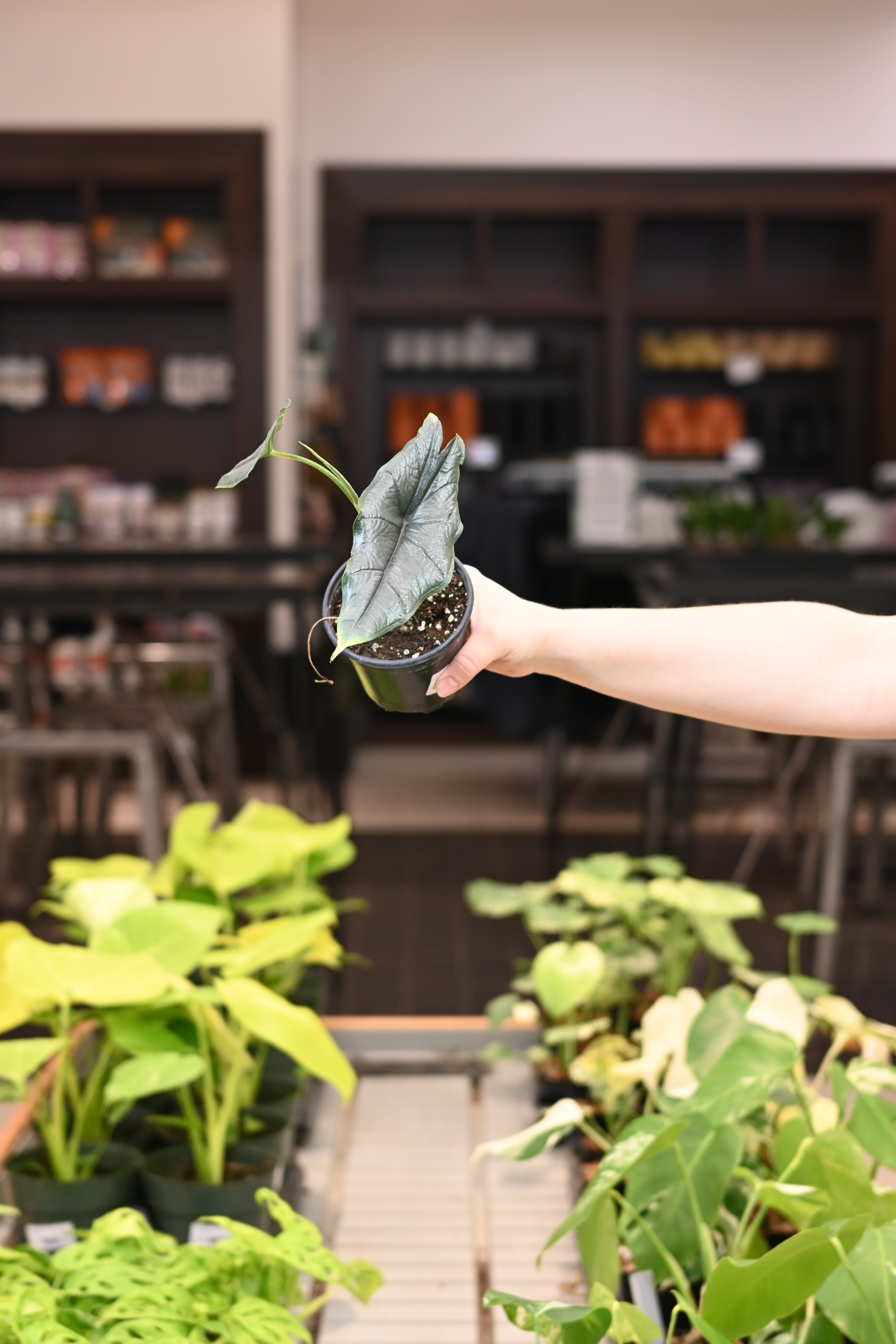 Alocasia Heterophylla Dragon&