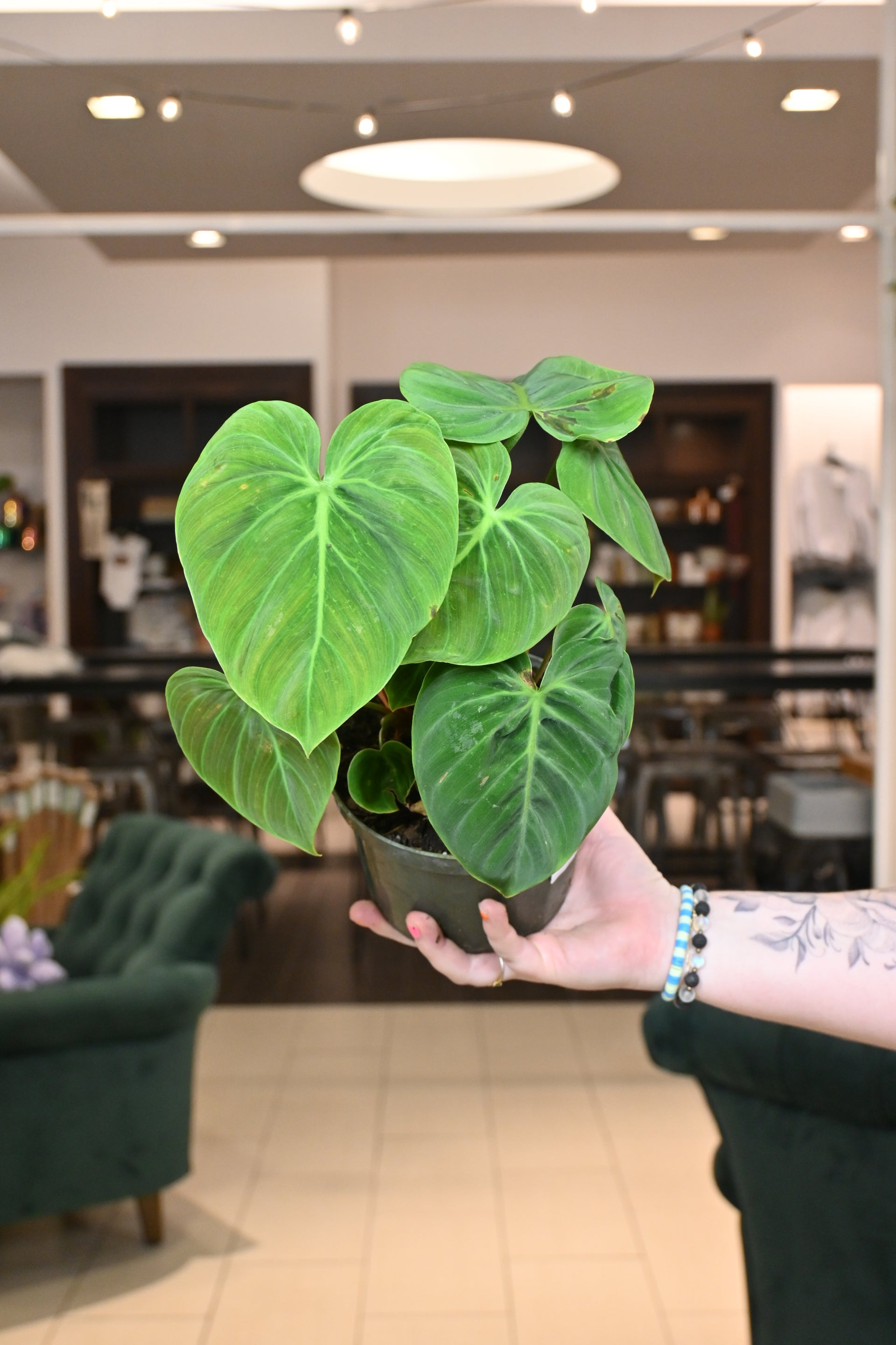 philodendron choco Philodendron El Choco Red – Lost in the Forrest