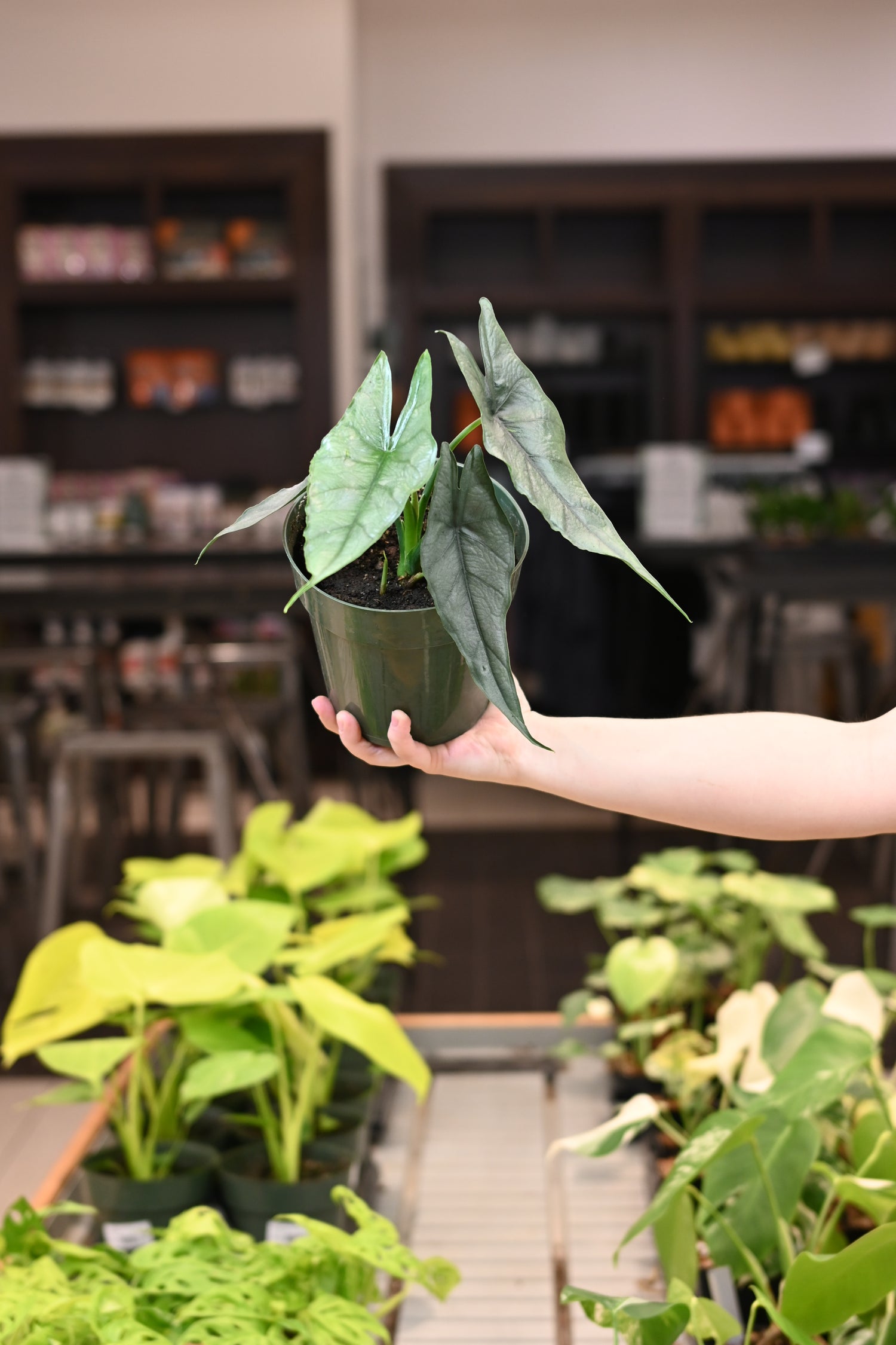 dragon's breath indoor plant Alocasia Heterophylla Dragon's Breath