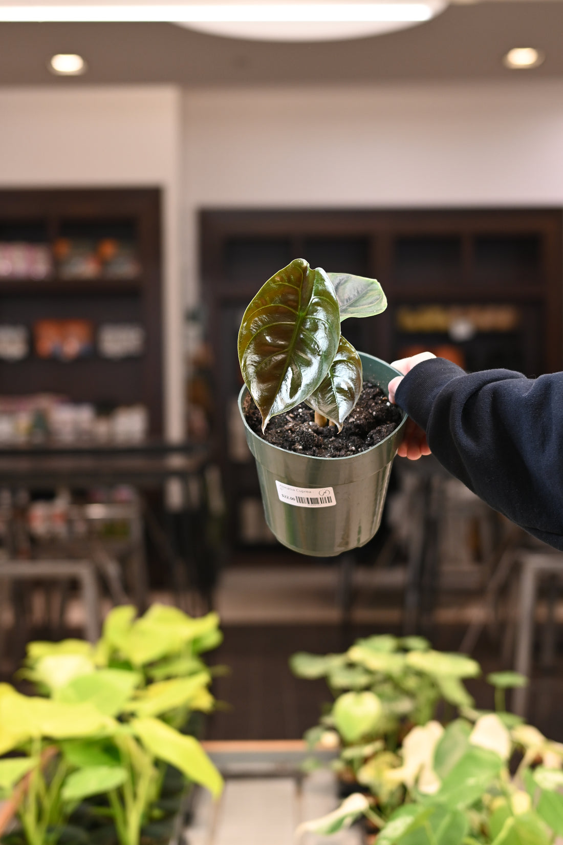 Alocasia Cuprea
