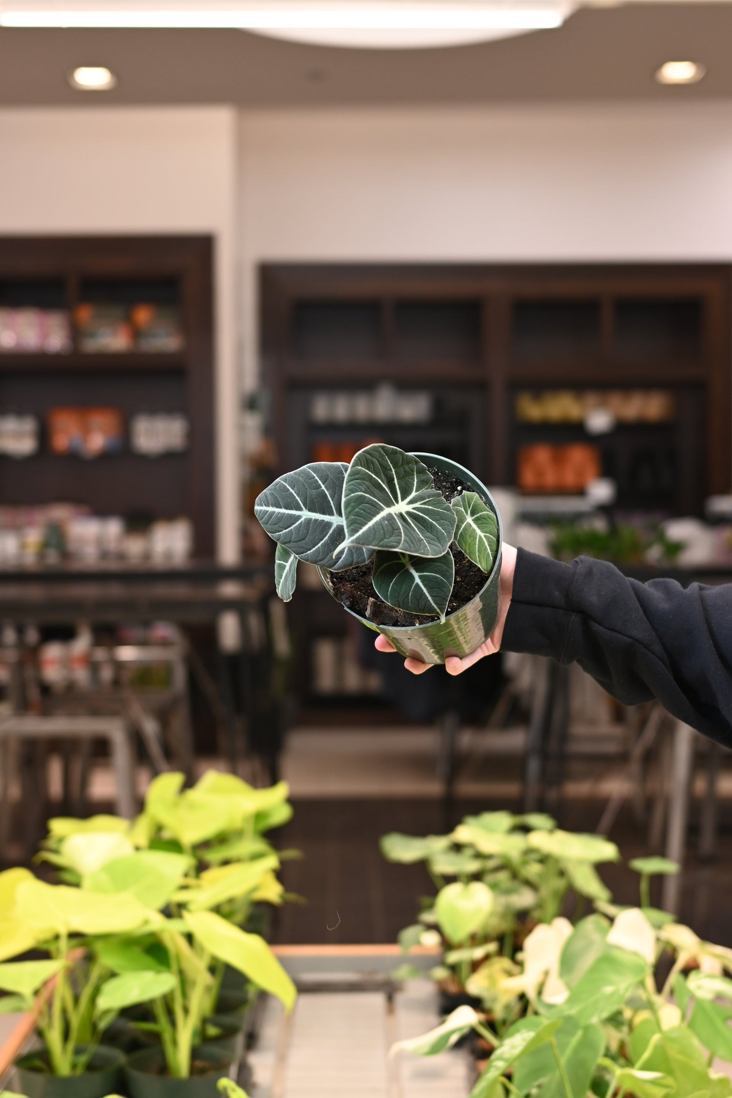 Alocasia Black Velvet