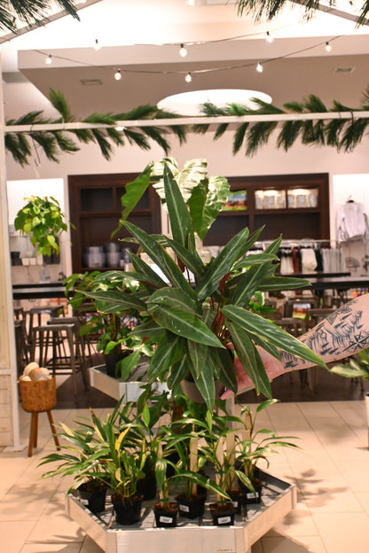 Stromanthe Singuinea