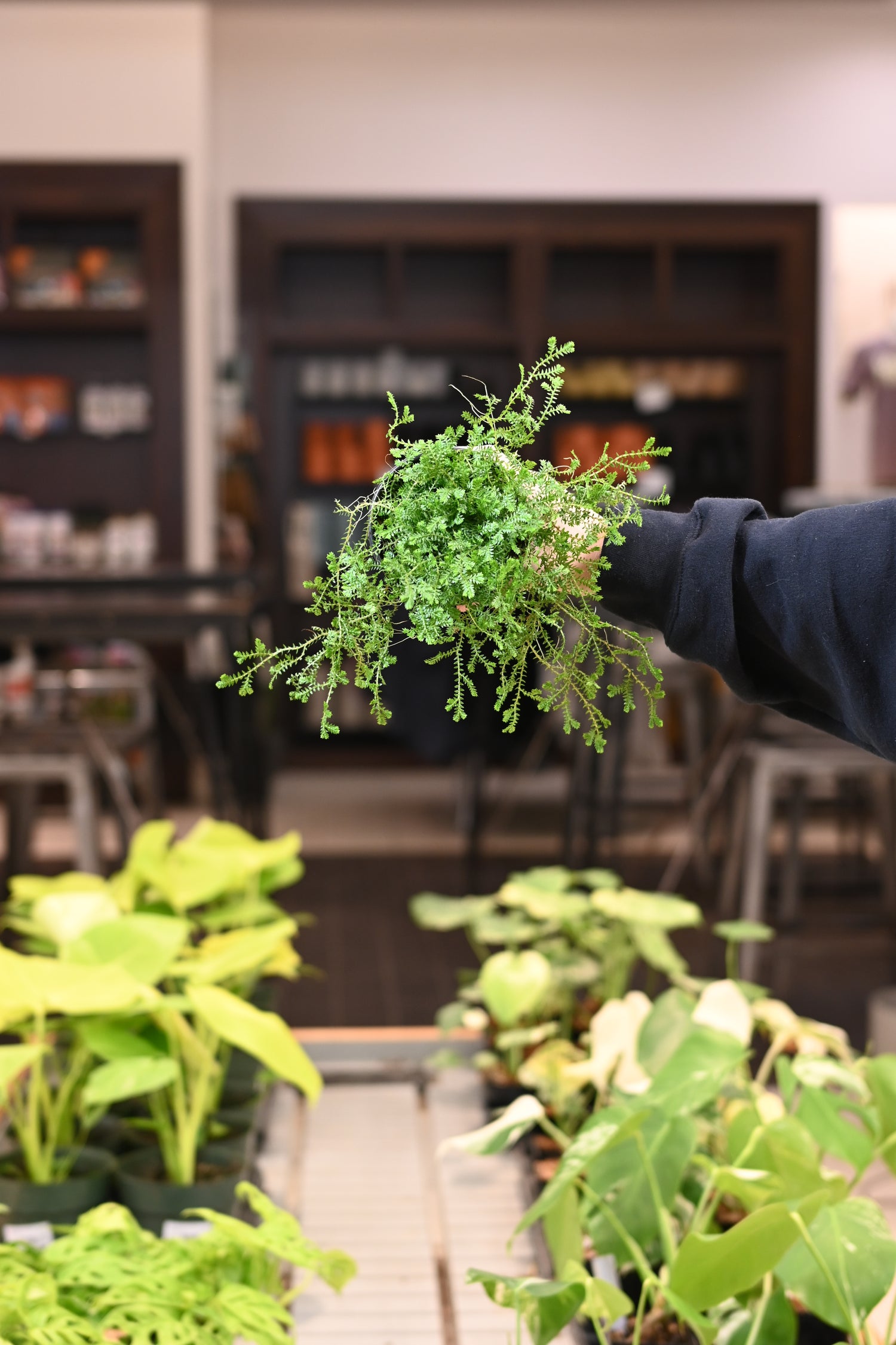 Club Moss