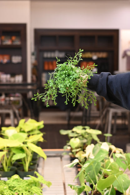 Club Moss