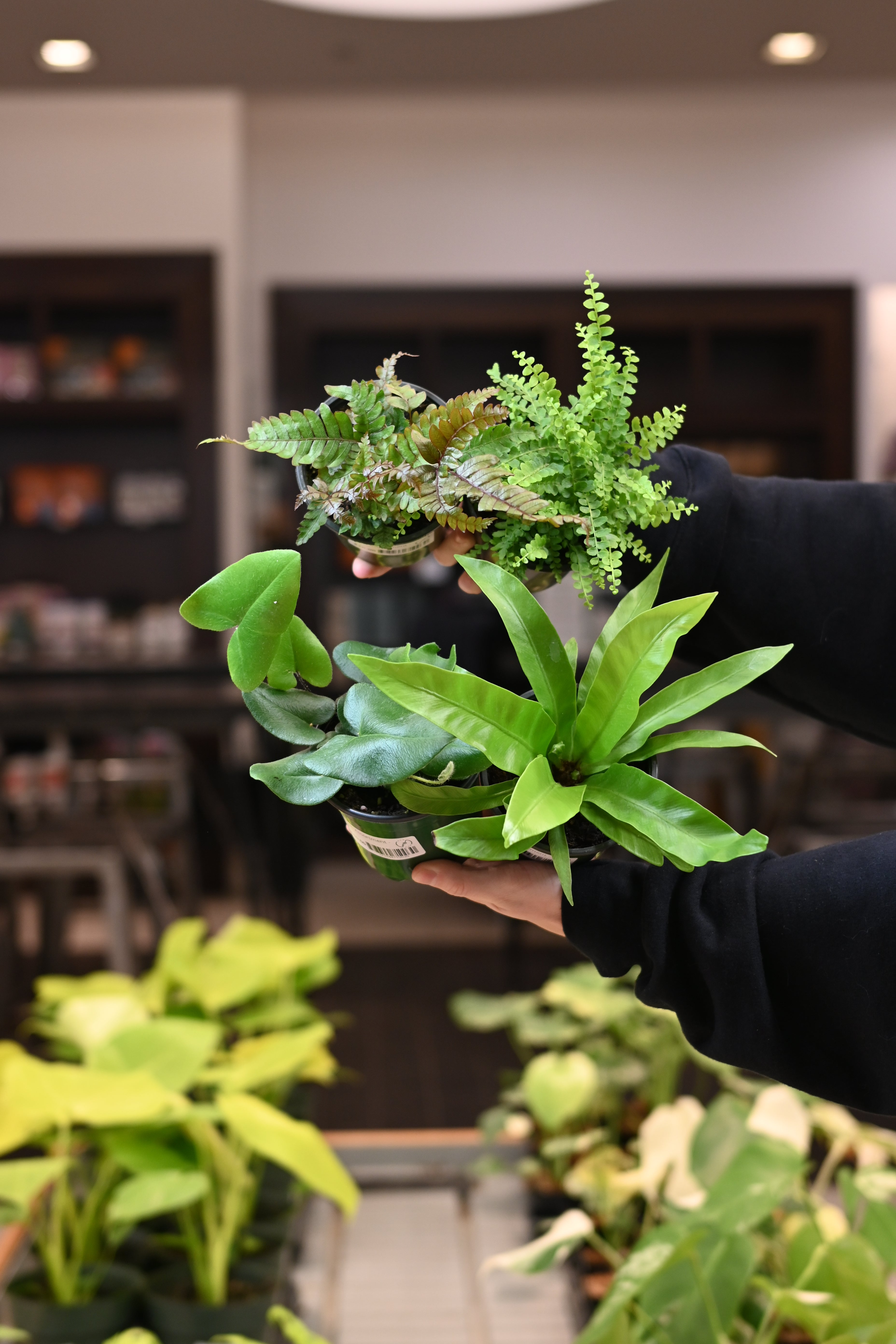 Fern Assortment