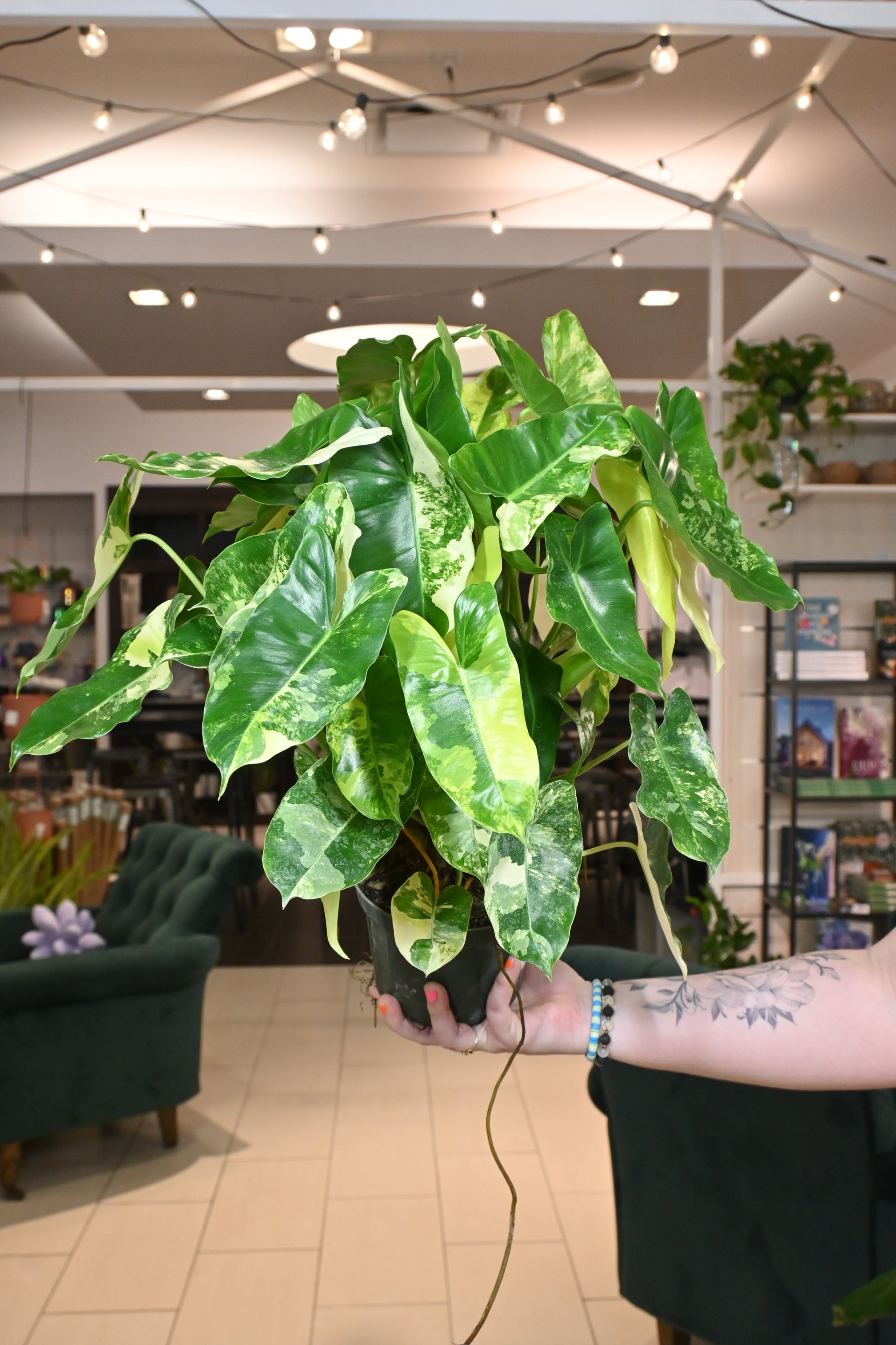 pothos fenestration Epipremnum Pinnatum Albo – Horti main image 0