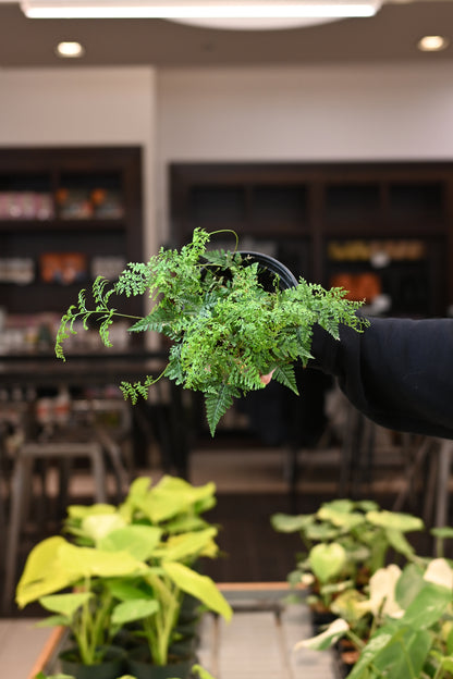 Rabbit Foot Fern