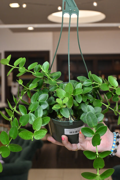 Hoya Cumingiana