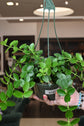 Hoya Cumingiana