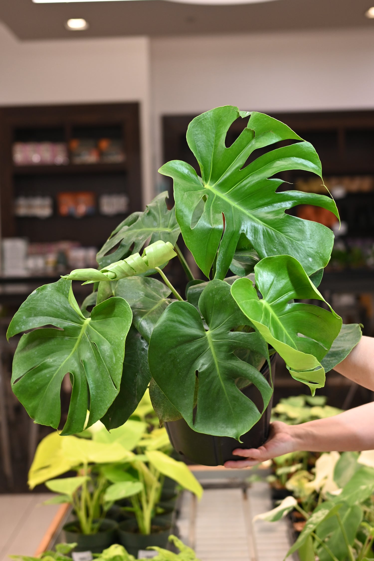 monstera plant minneapolis Monstera Deliciosa | 4" Pot | Swiss Cheese Plant