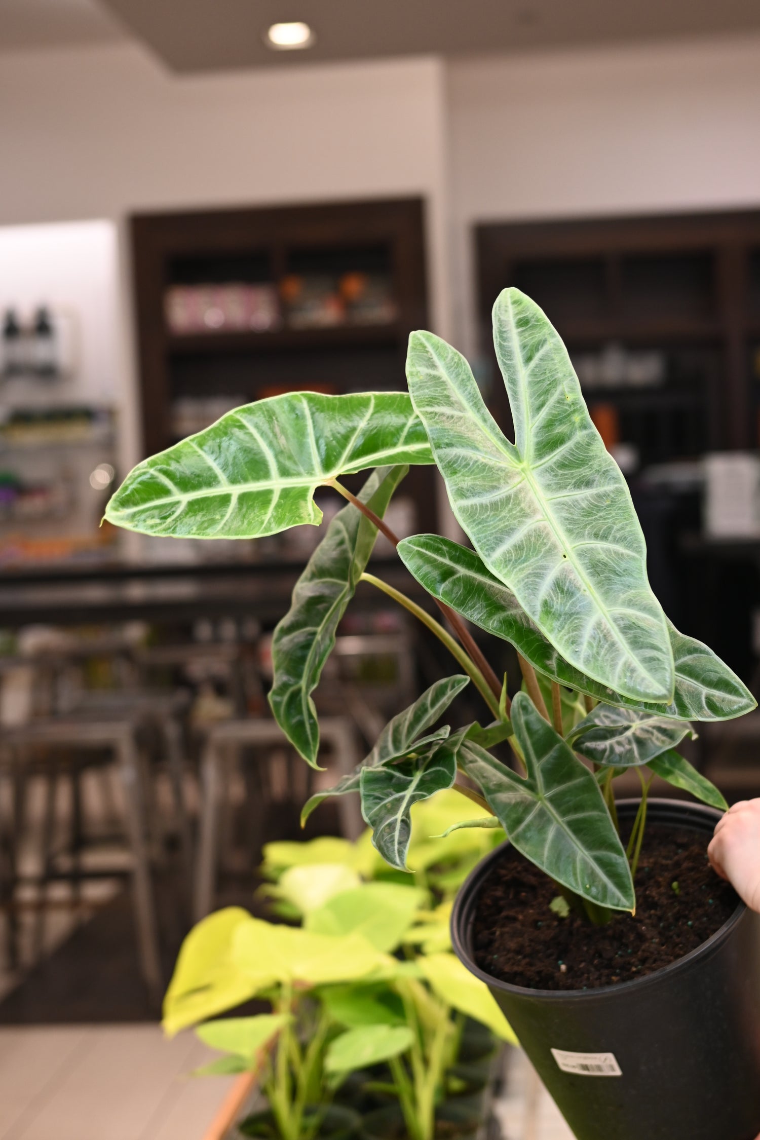Alocasia Longibola