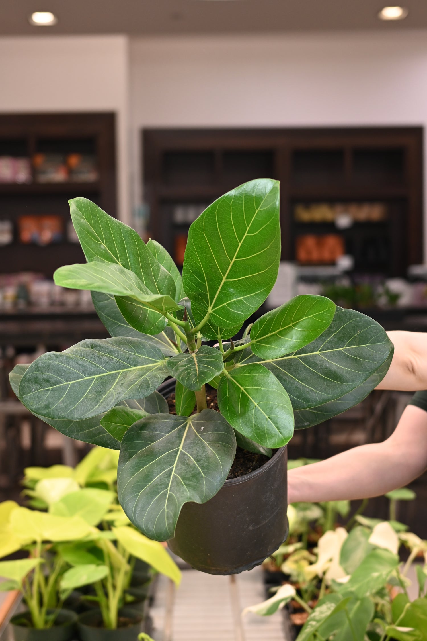 Ficus Audrey