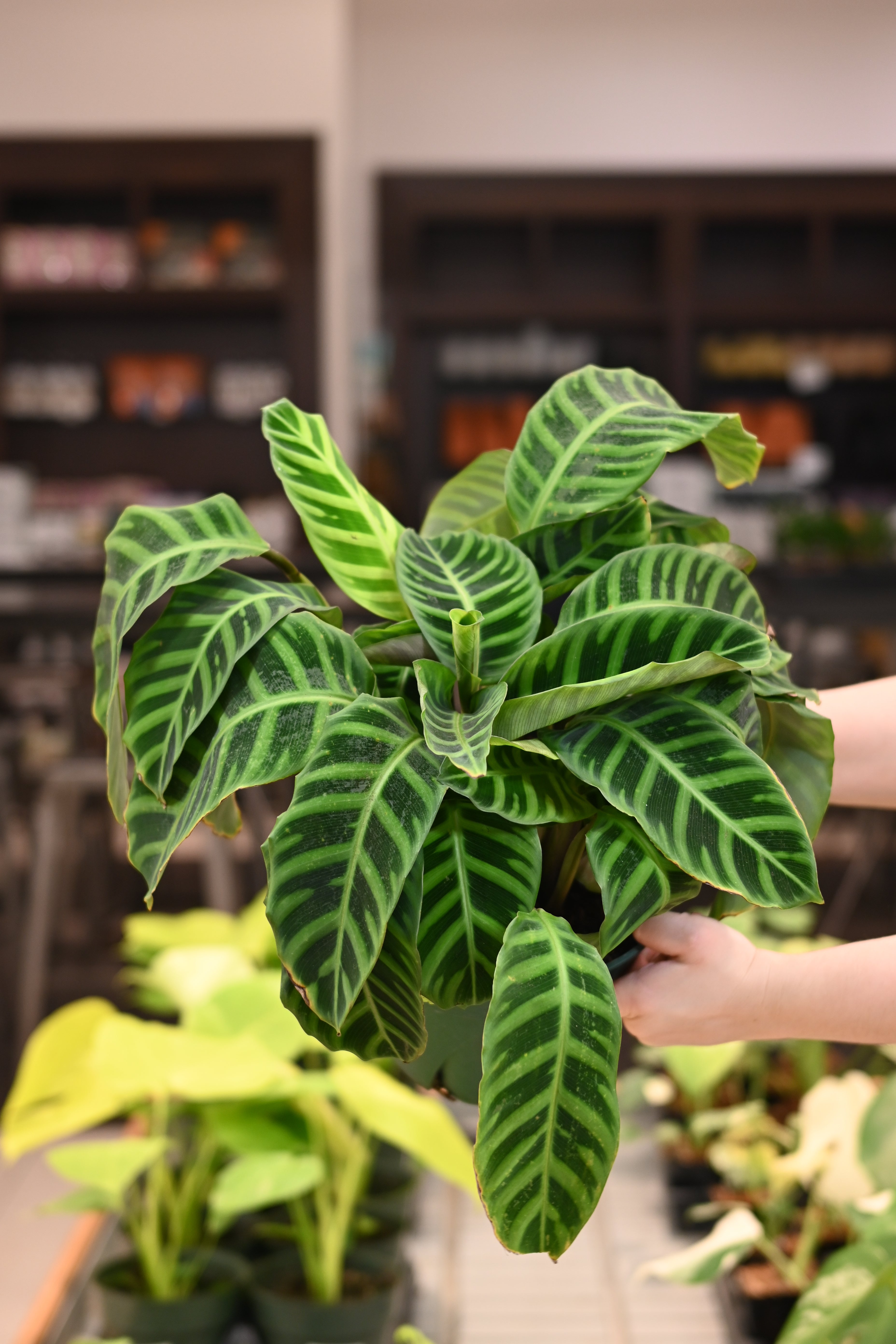 Calathea Tigrina