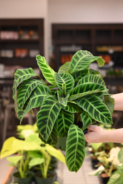 Calathea Tigrina