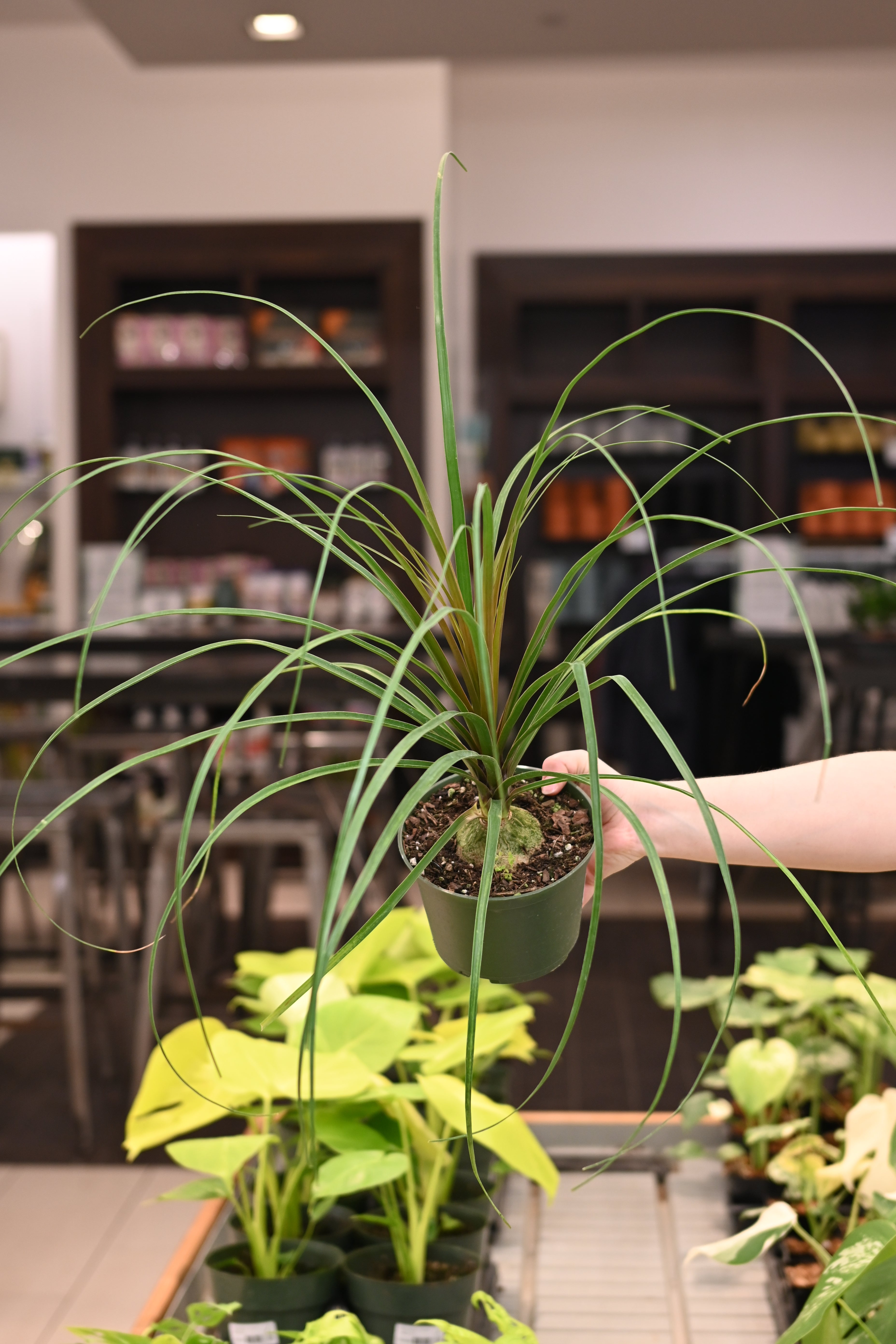 Ponytail Palm