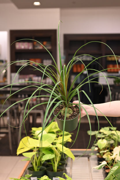 Ponytail Palm