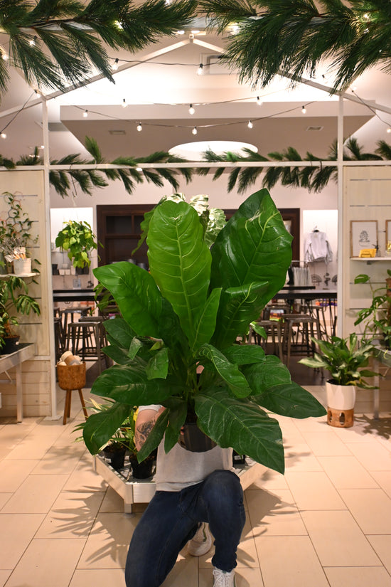 Anthurium Hookerii