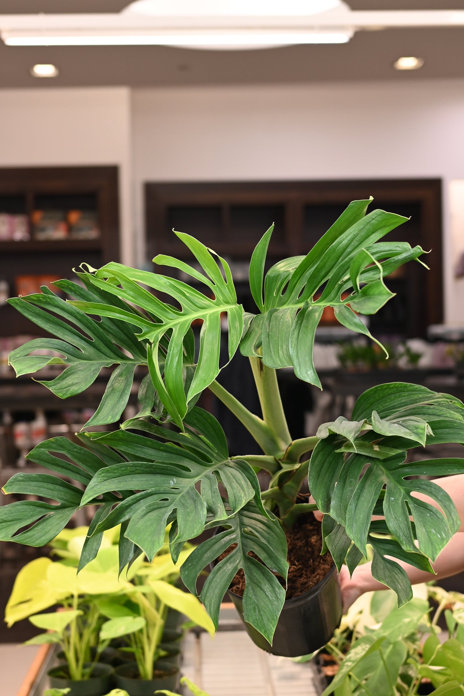Monstera Pinnatipartita