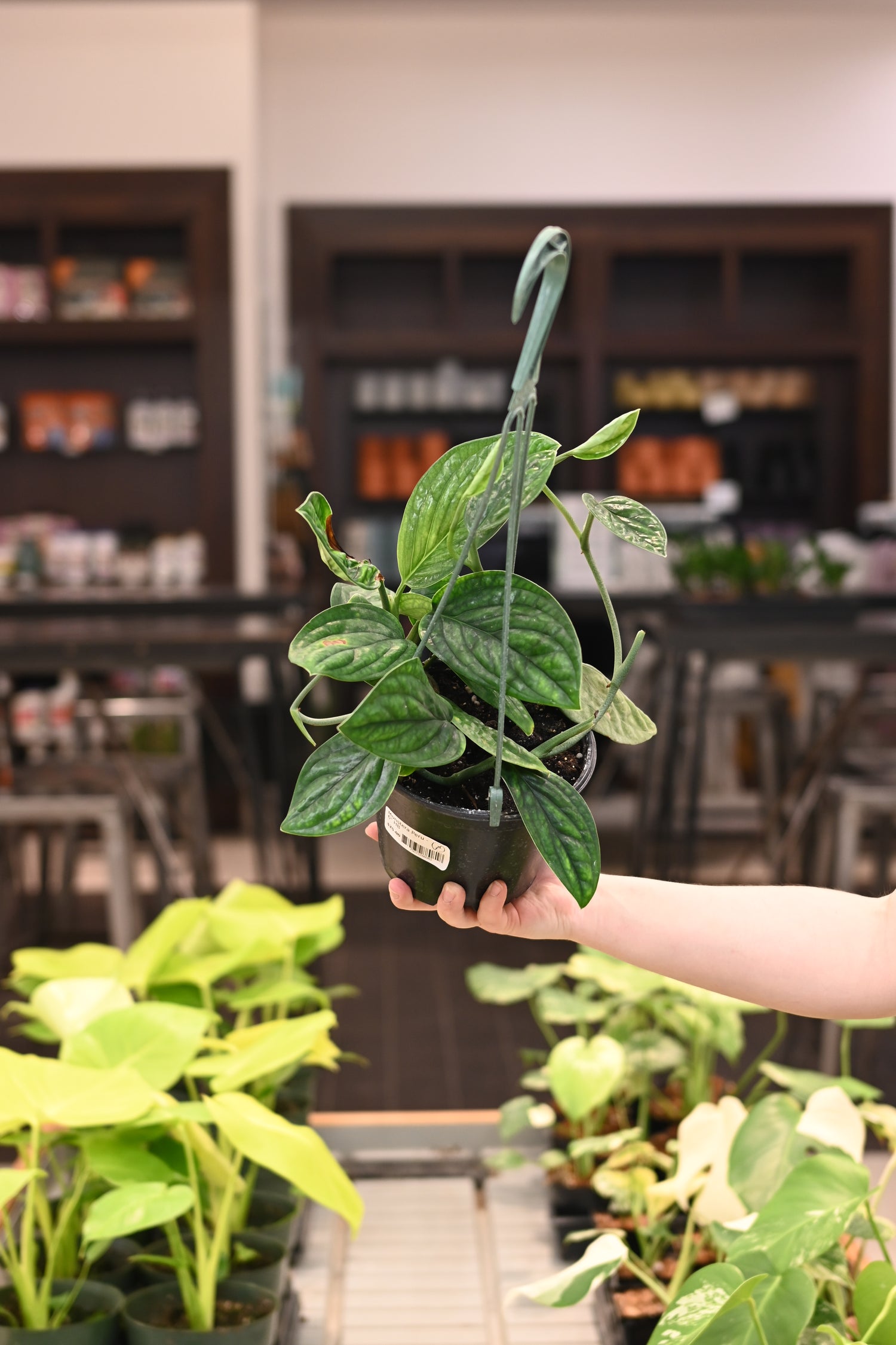 Monstera Peru