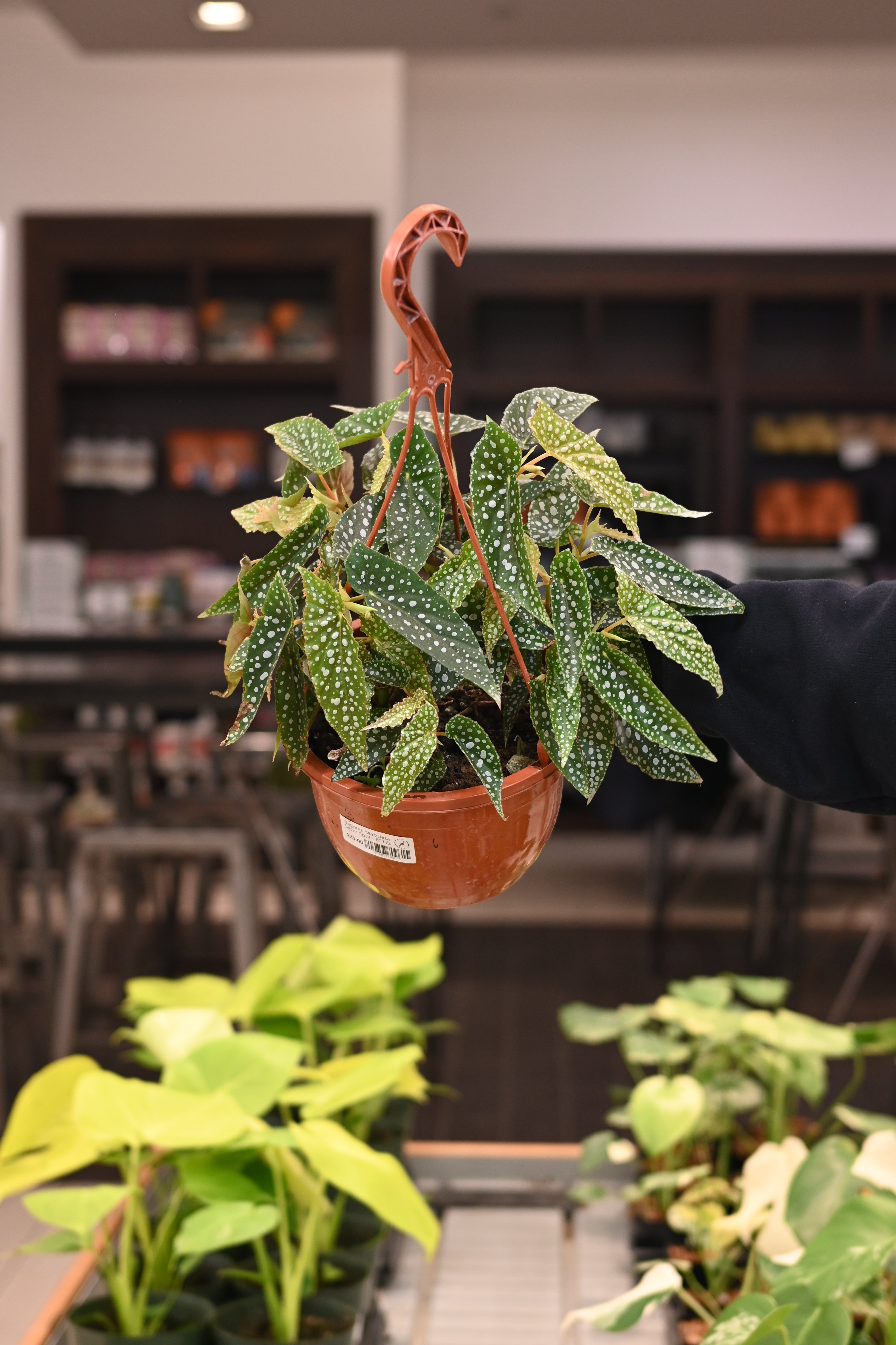 Begonia Maculata Silver Spot