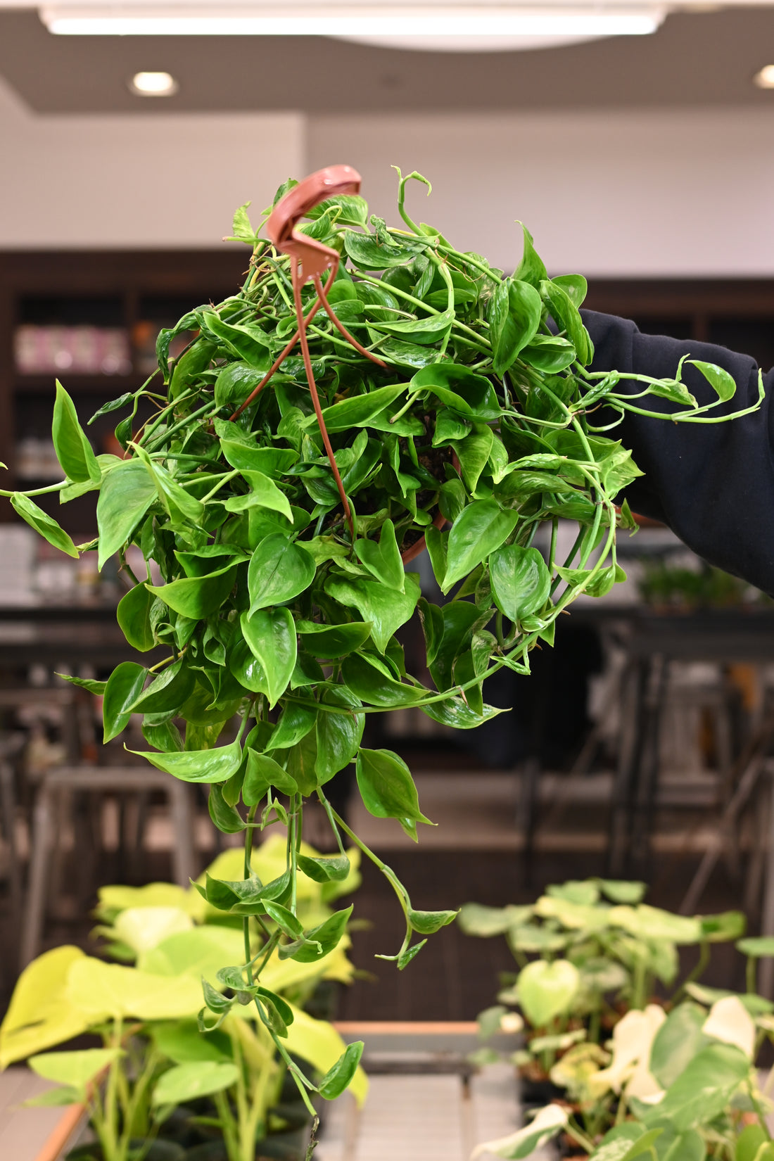 Shangri La Pothos