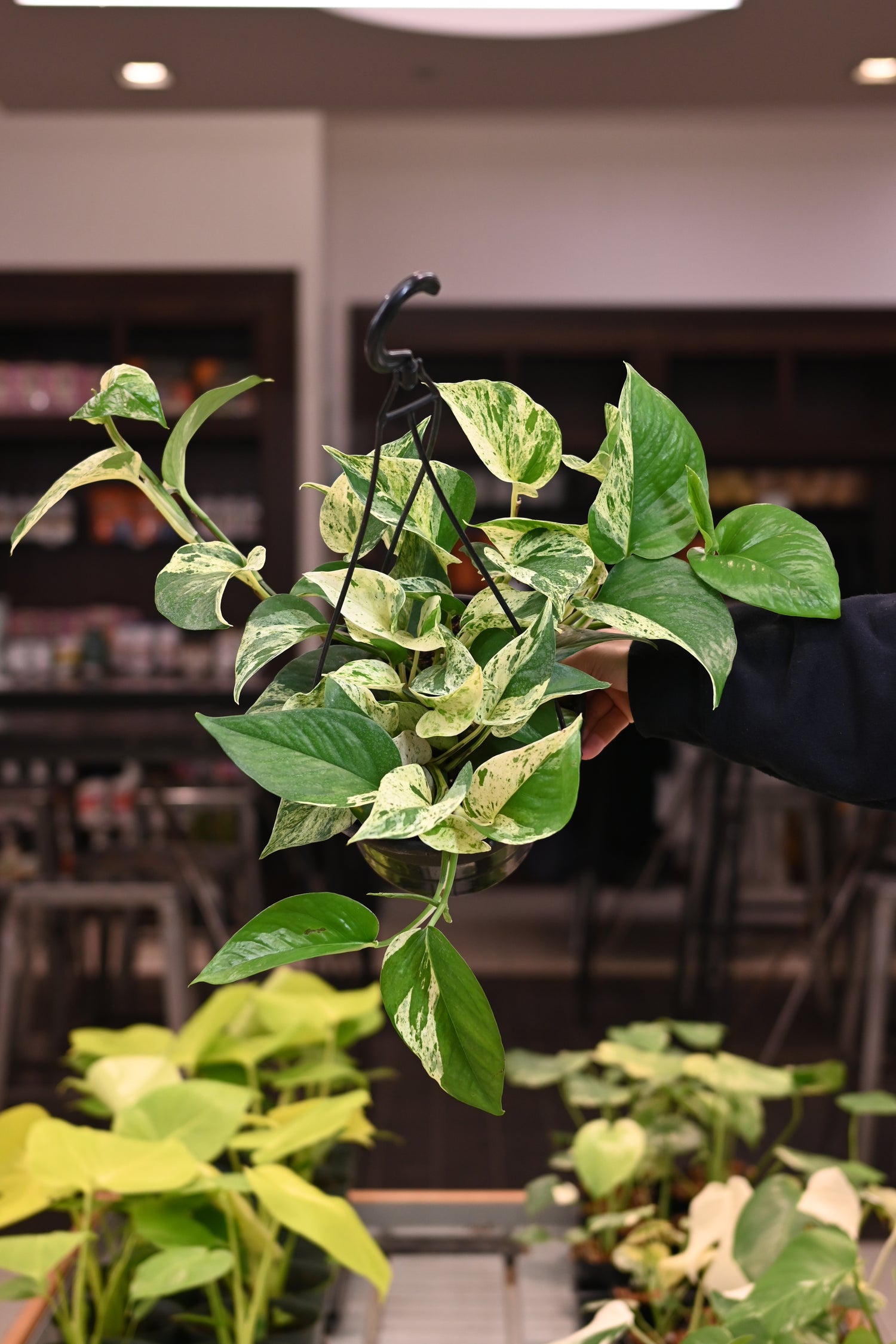 Marble Queen Pothos