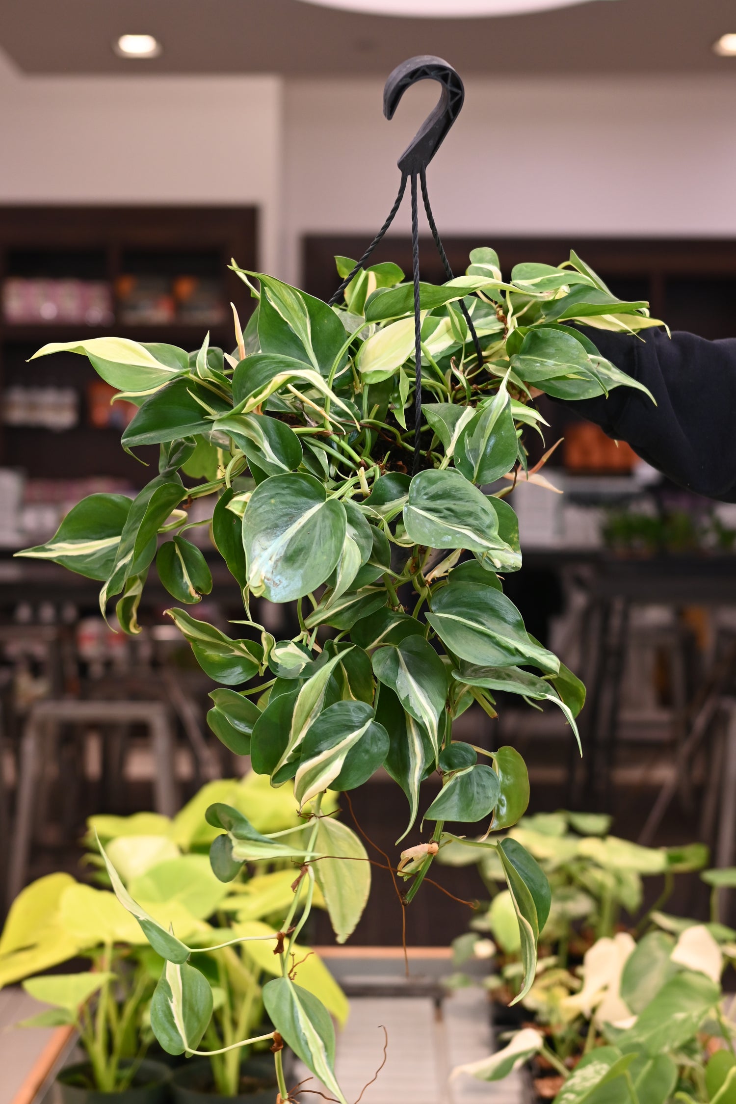 Philodendron Silver Stripe