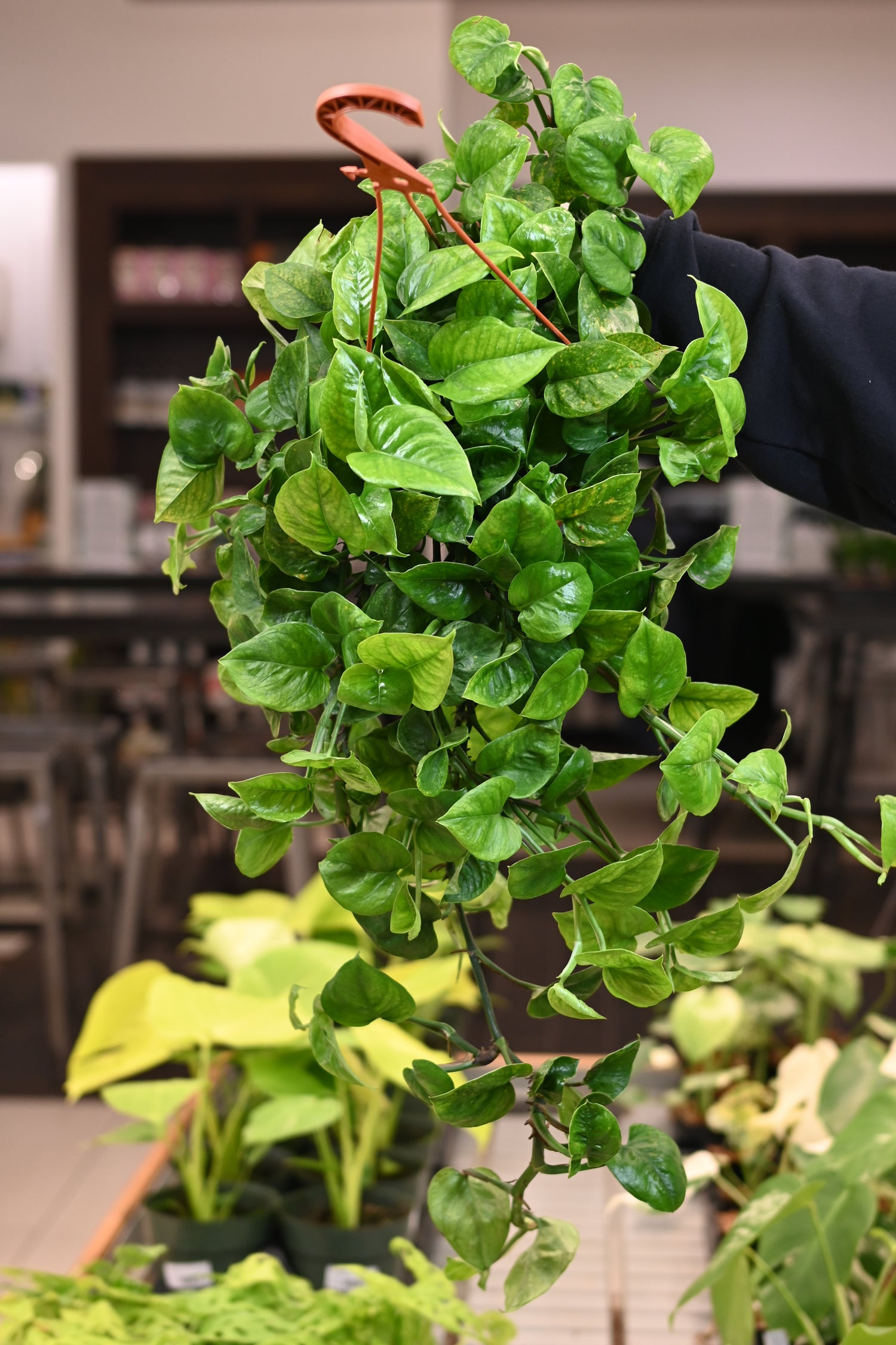 Manjula Pothos Reverted