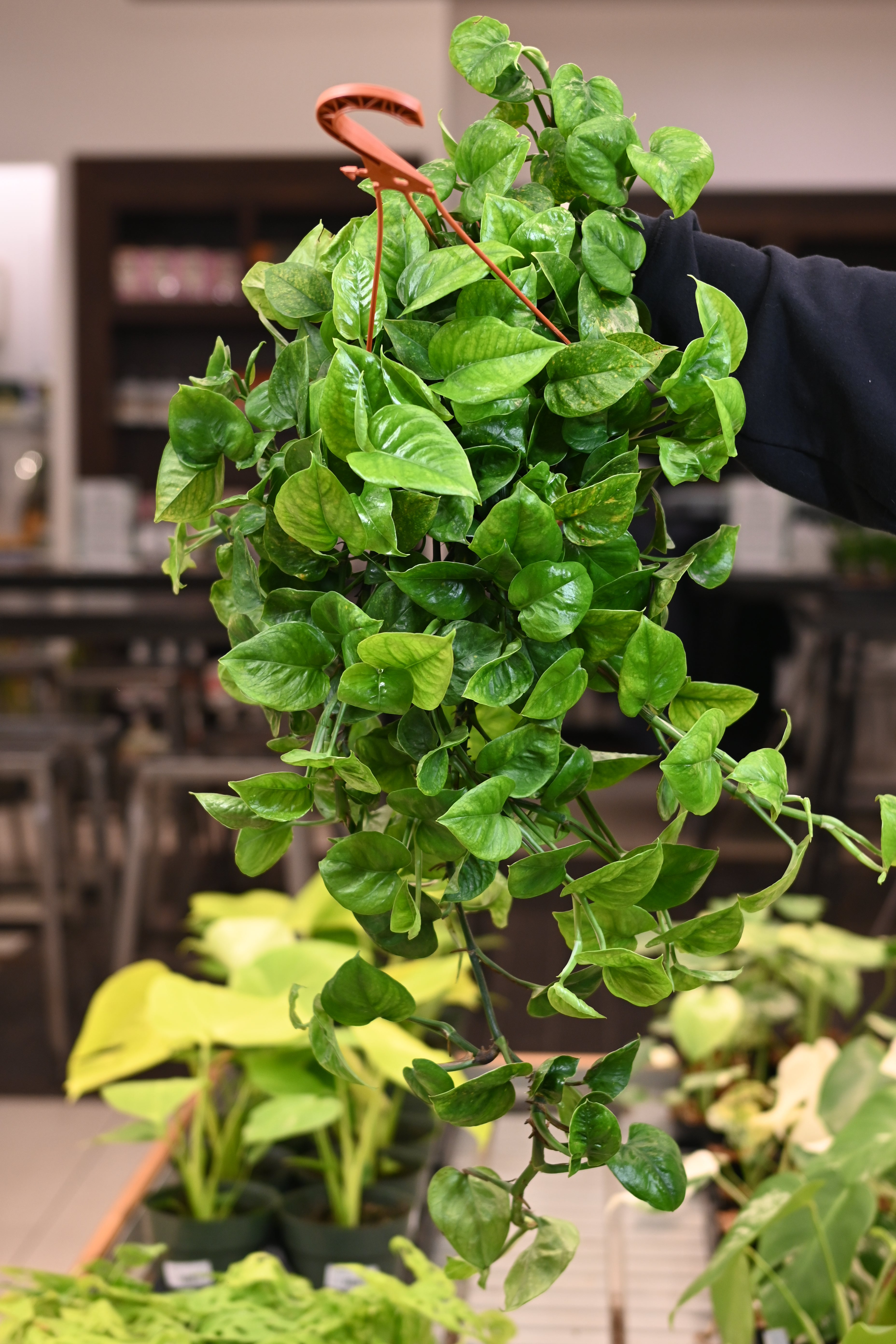 Manjula Pothos Reverted