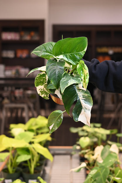 Epipremnum Pinnatum Albo