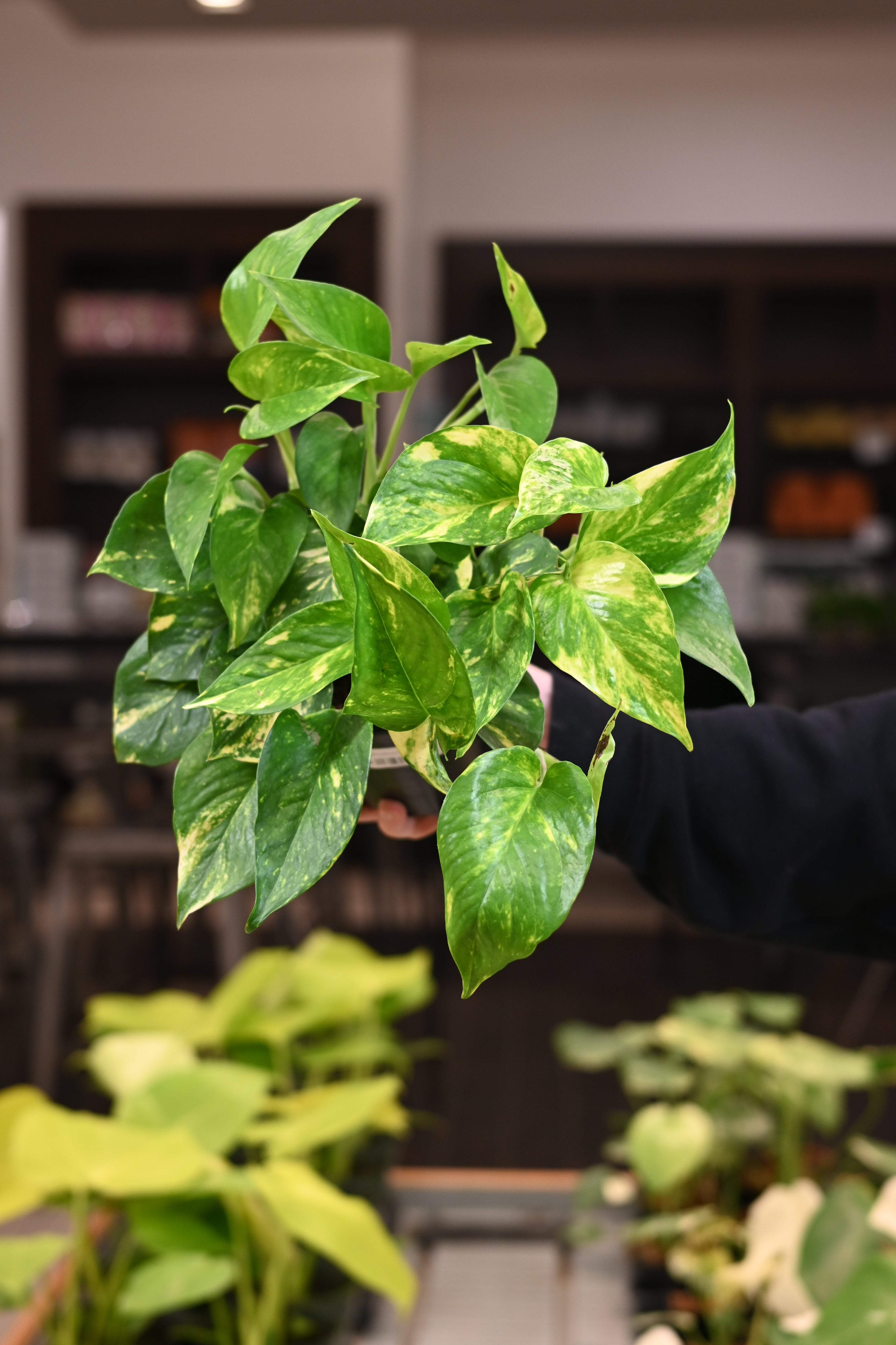 Golden Pothos