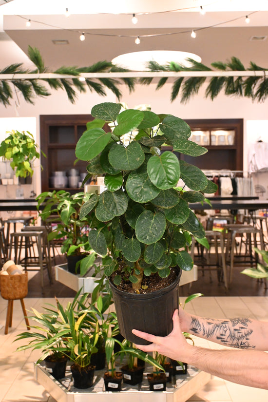 Aralia Fabian Stump