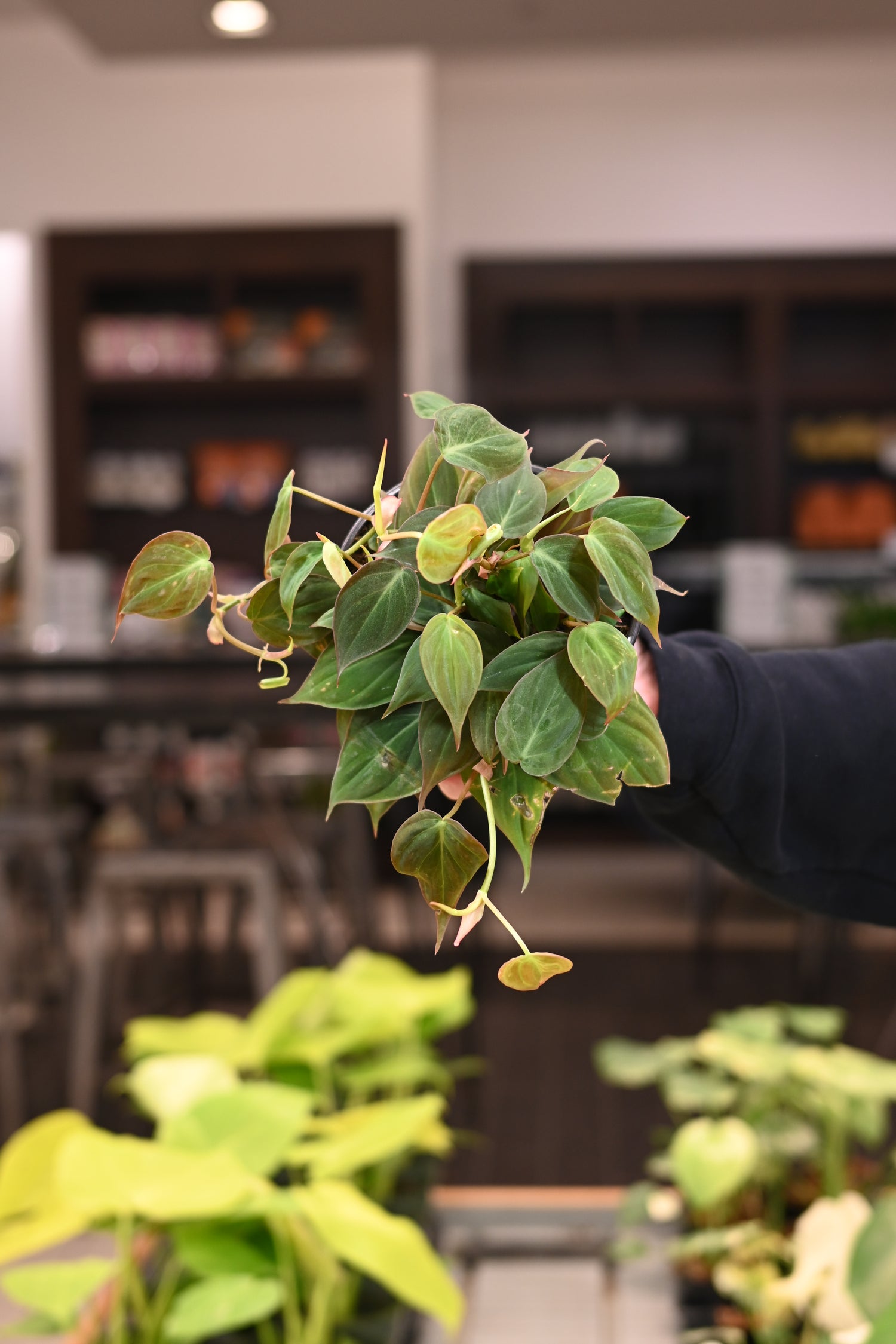 Philodendron Micans