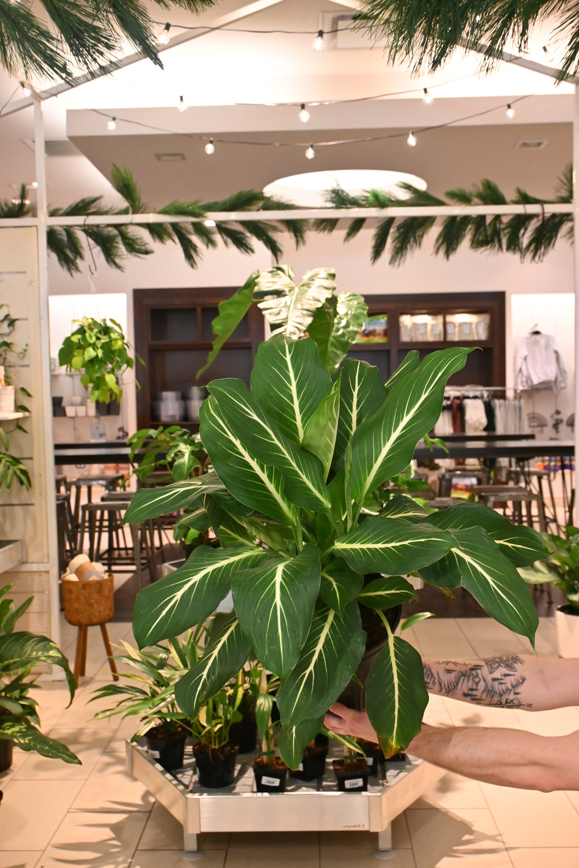 dieffenbachia sterling Dieffenbachia Sterling