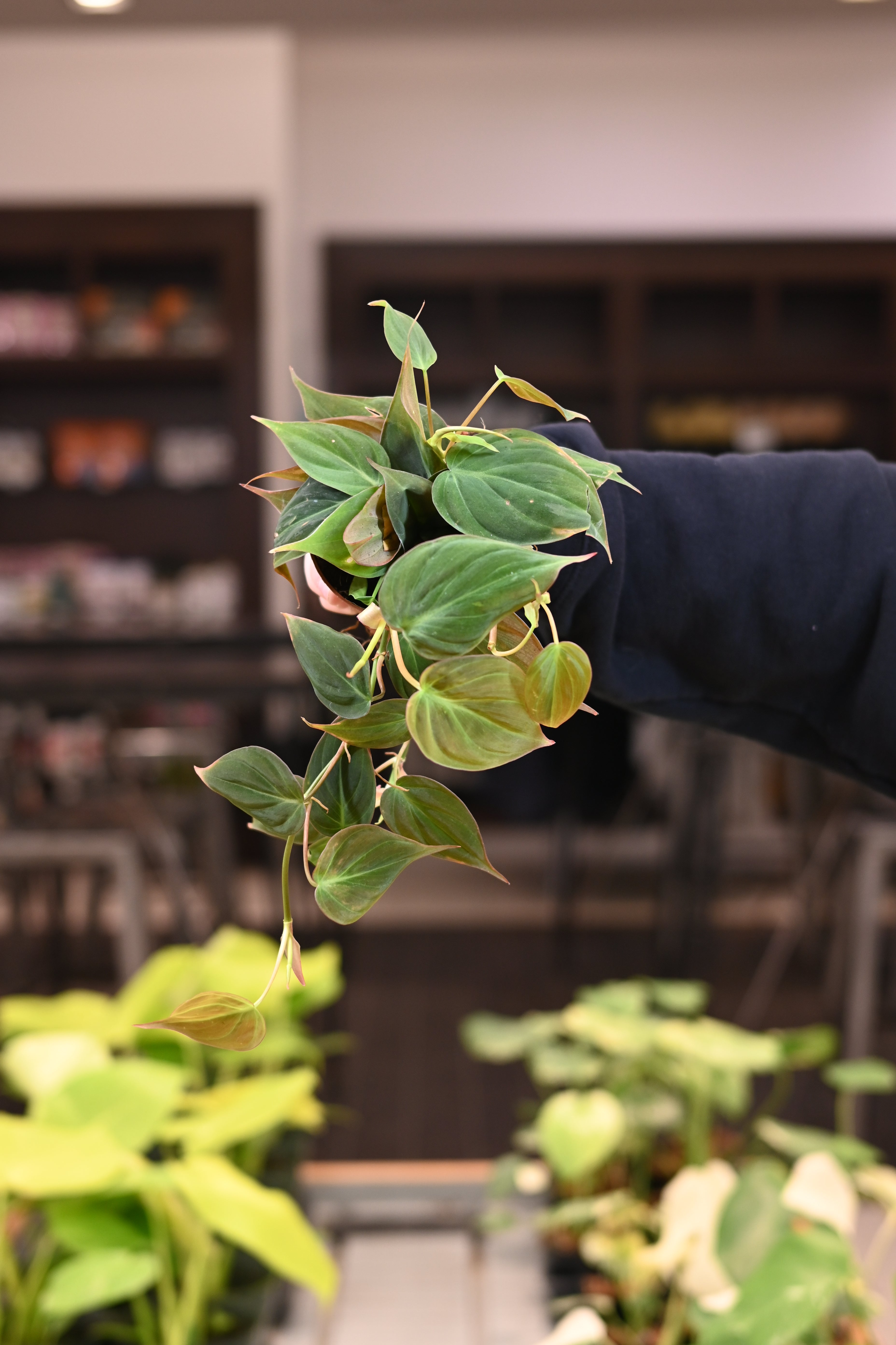 Philodendron Micans