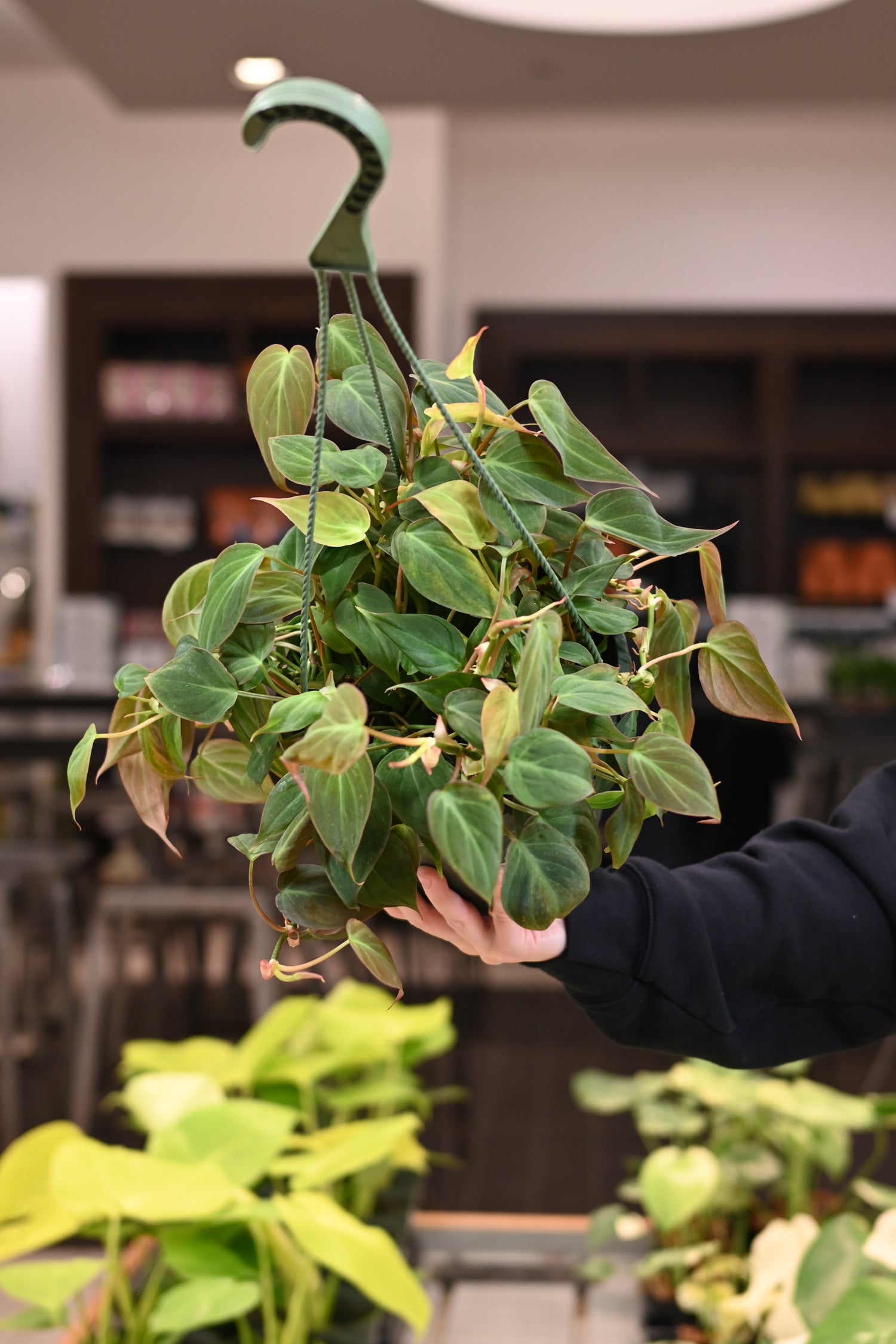 micans philodendron for sale Philodendron ‘Micans’ 4"