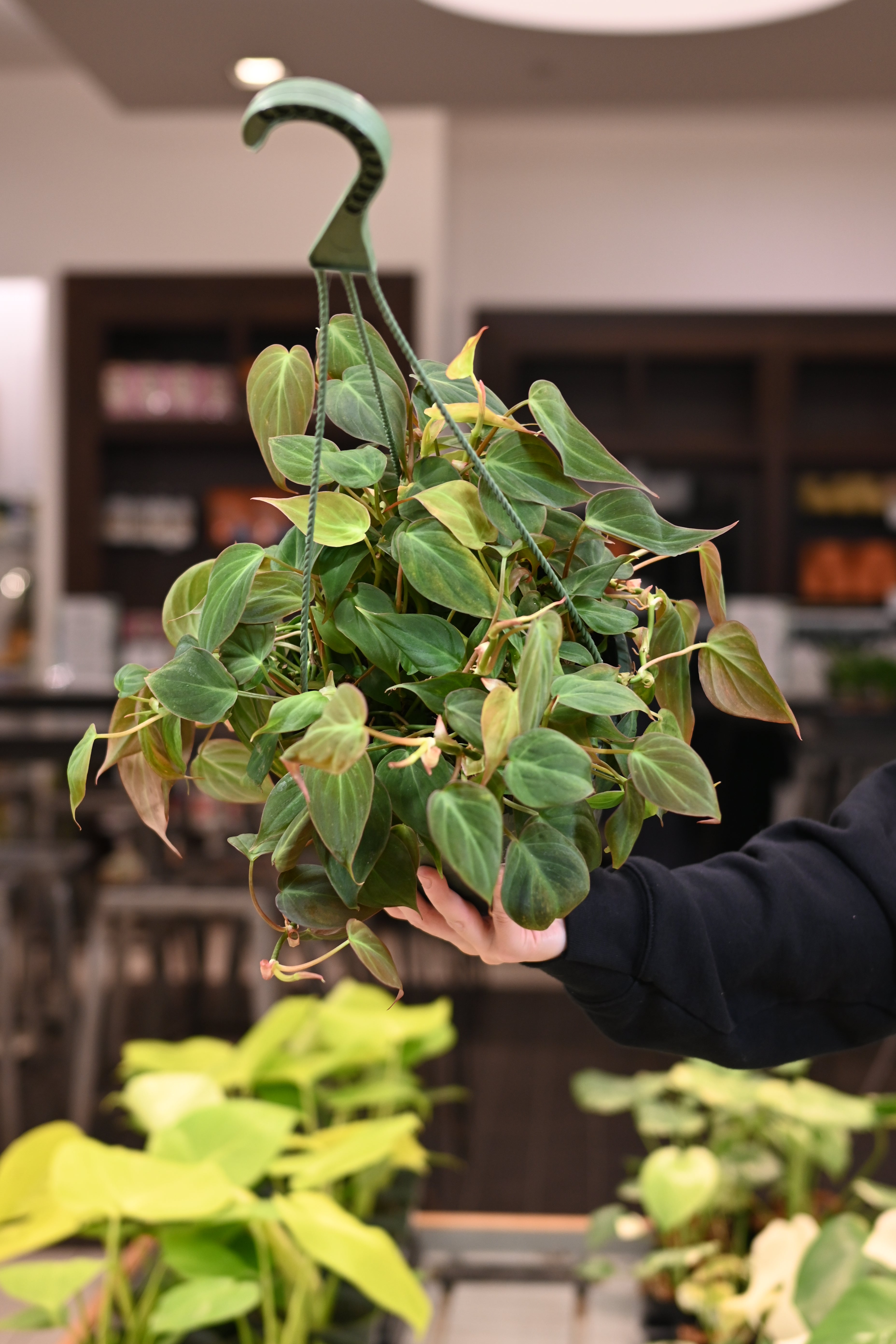 Philodendron Micans