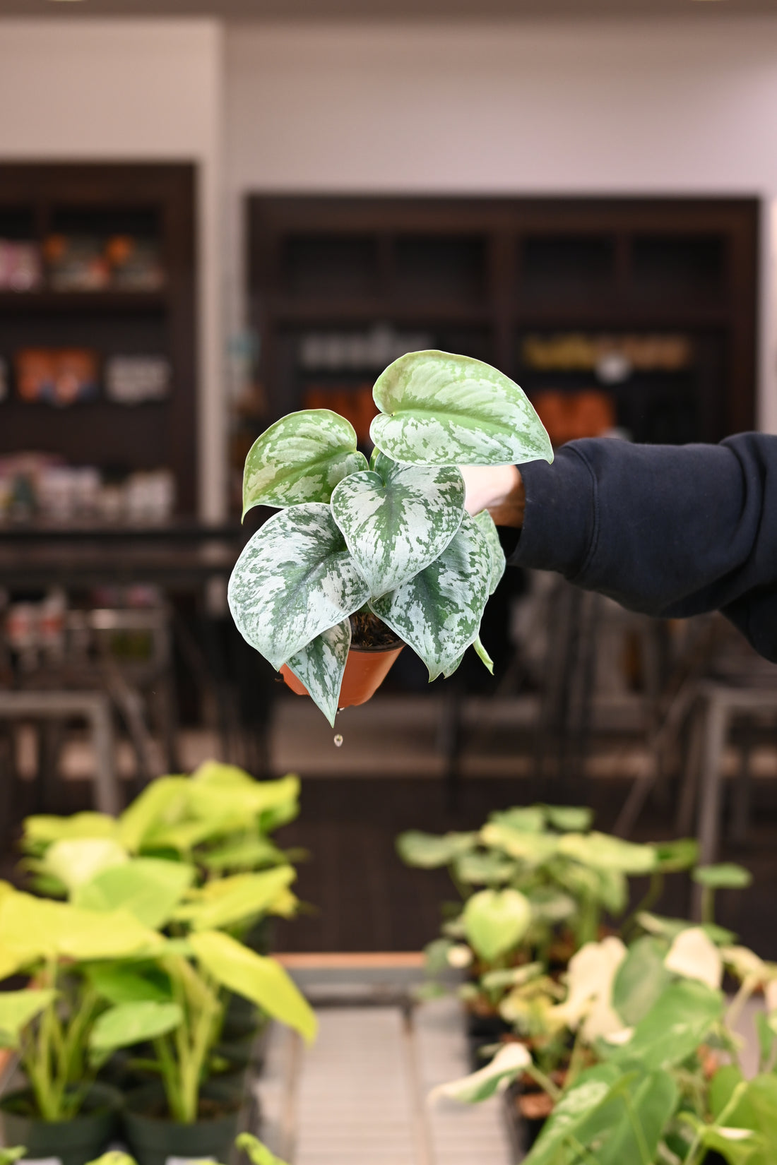 Scindapsus Exotica