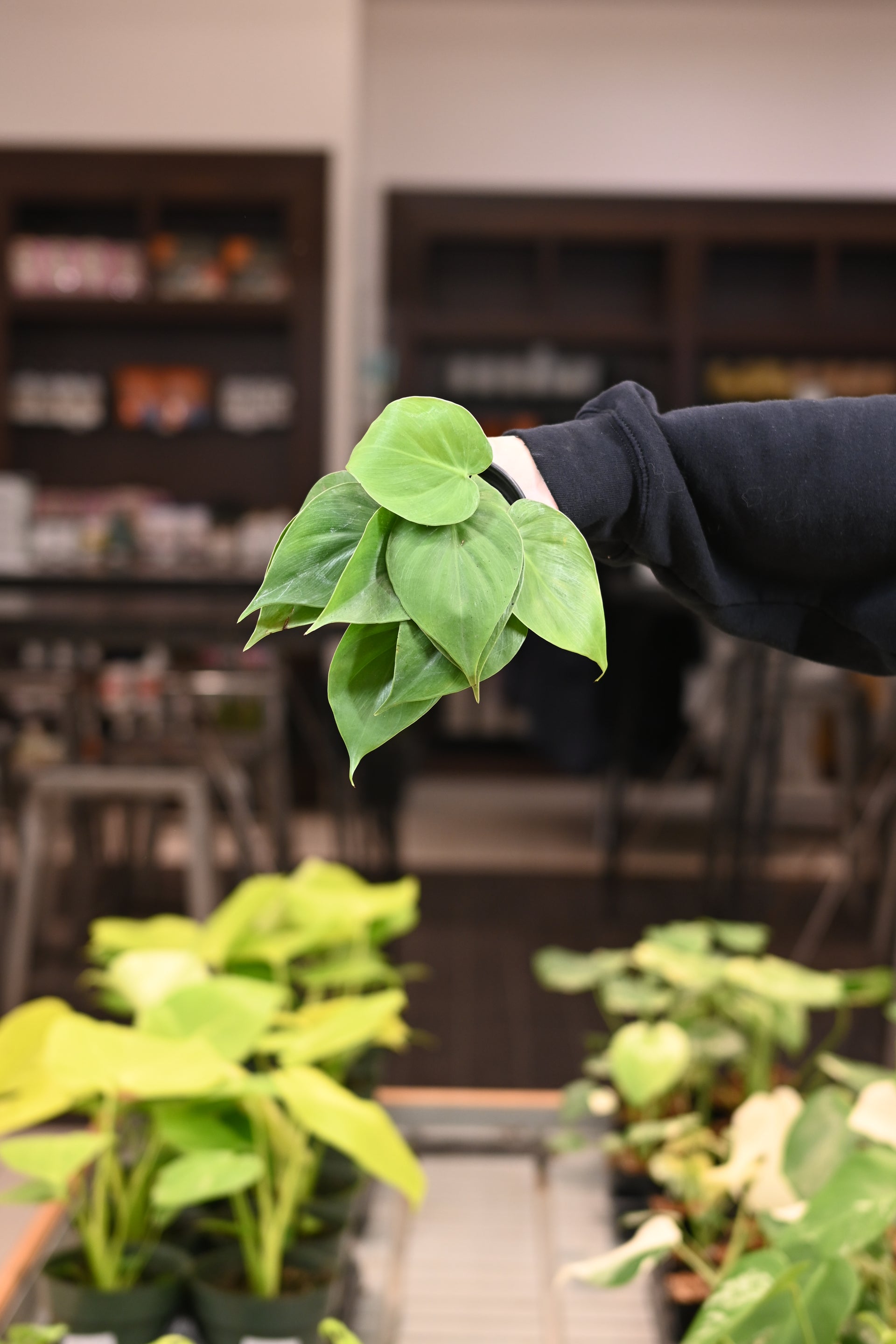 Philodendron Heartleaf  Lost in the Forrest