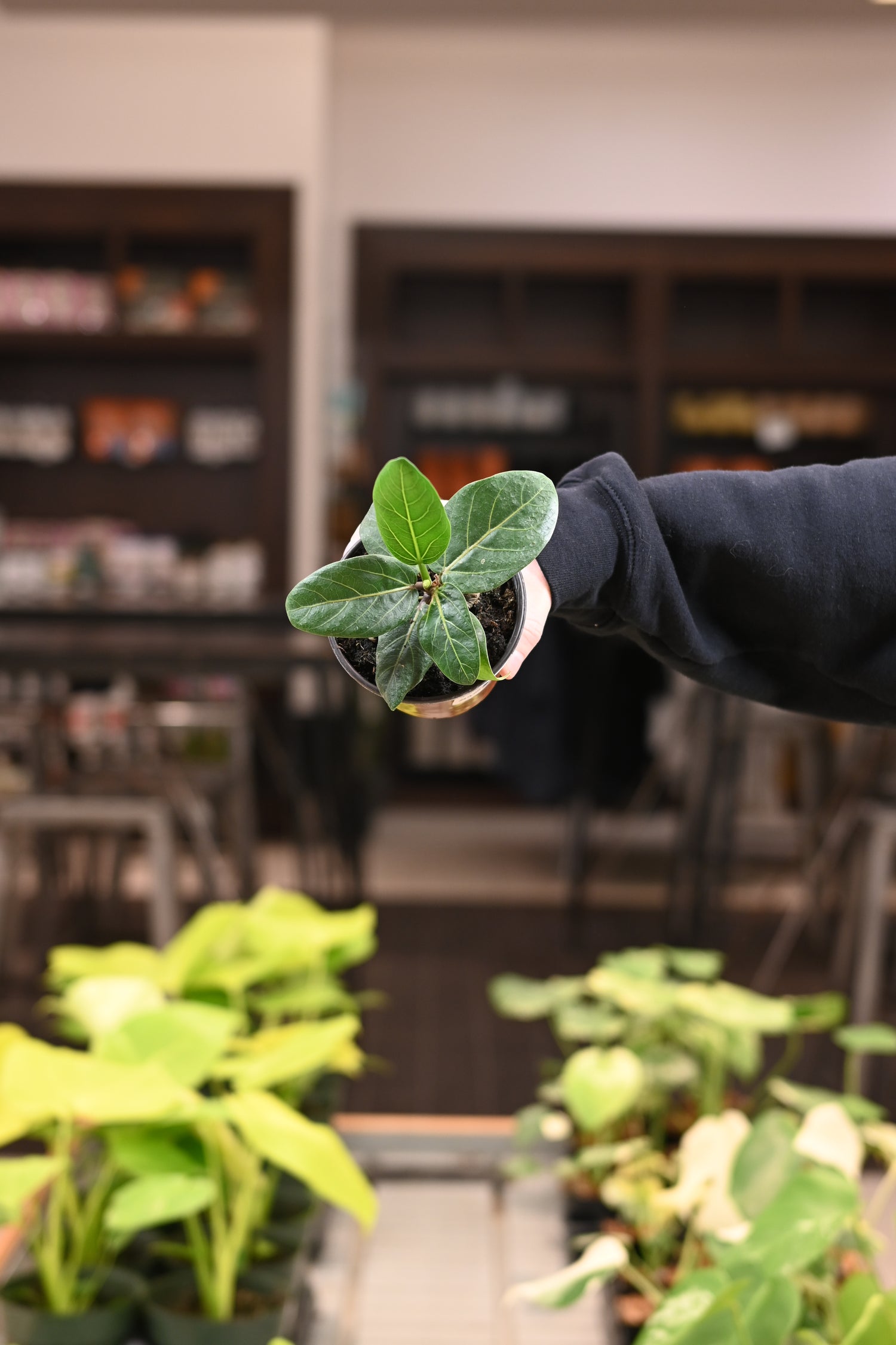 Ficus Audrey