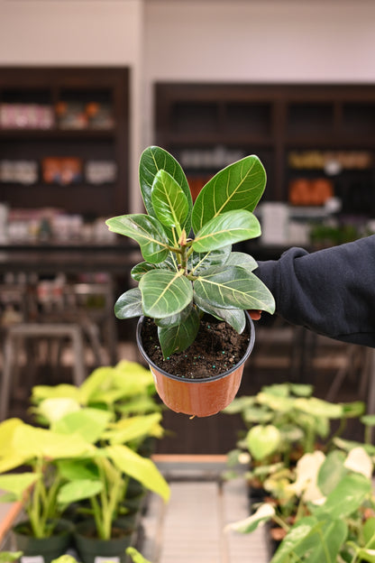 Ficus Audrey