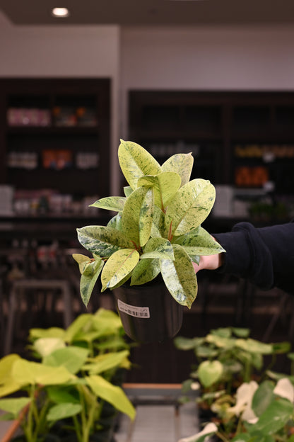 Ficus Shivereana