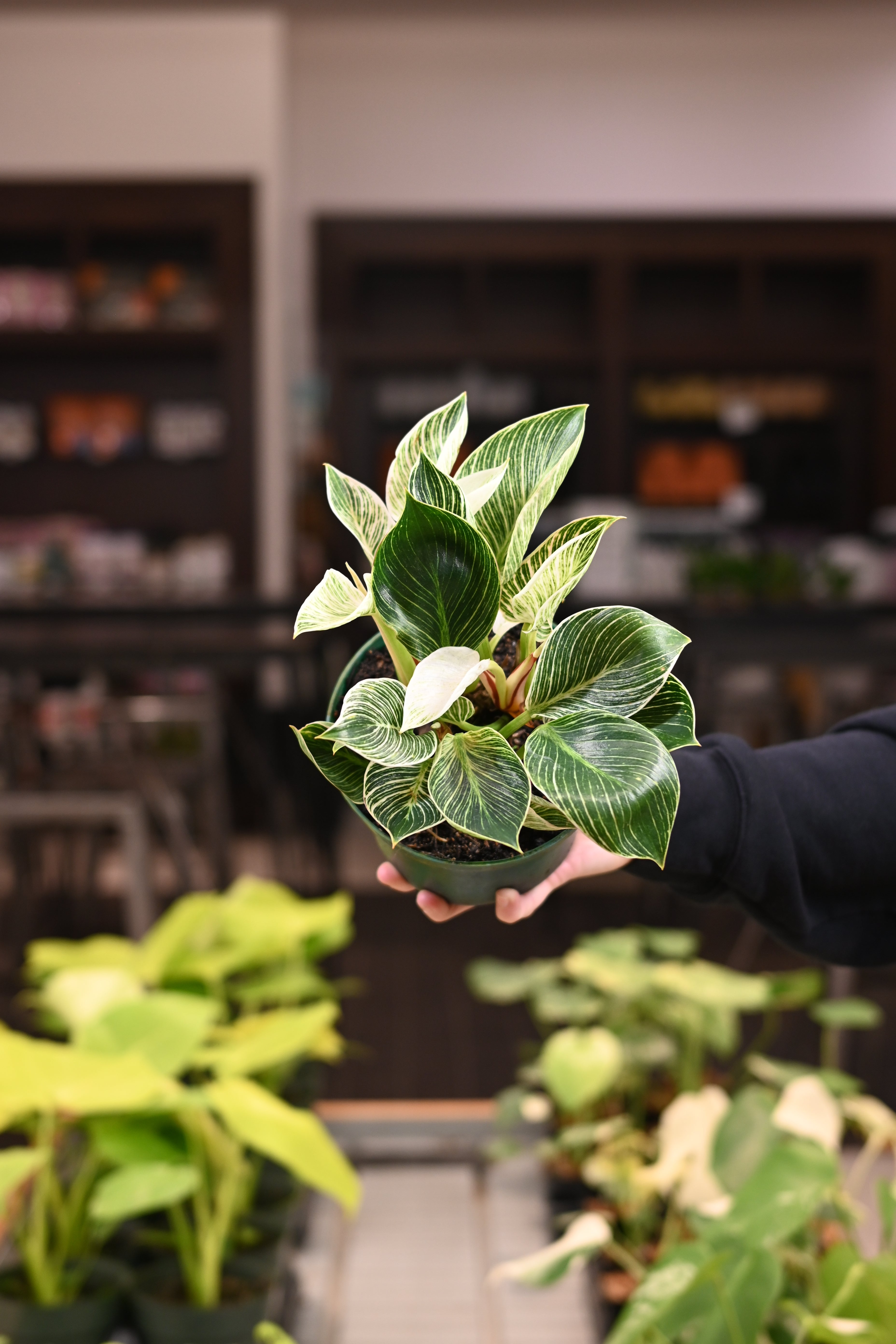 Philodendron Birkin