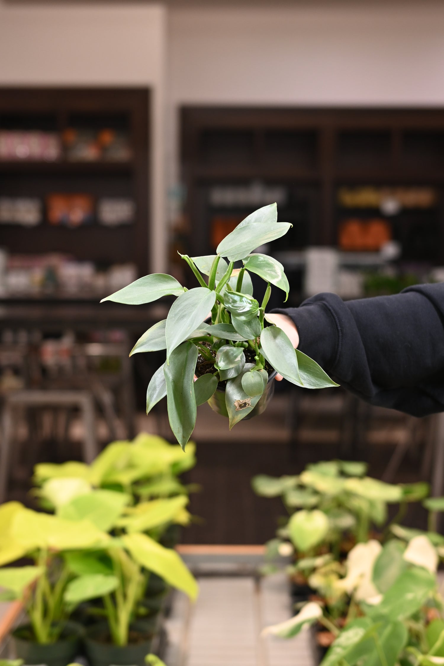 Philodendron Silver Sword