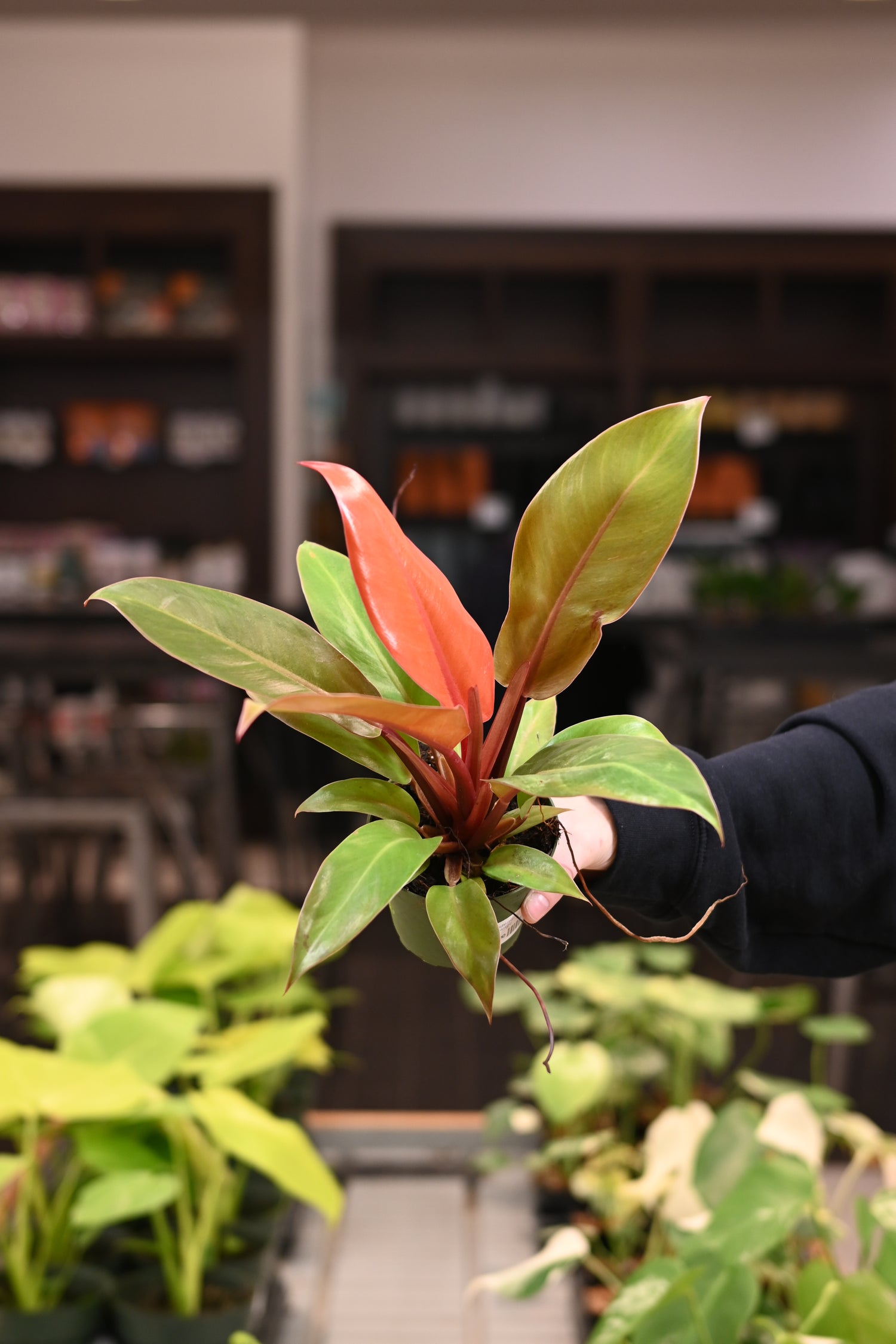 Philodendron Prince of Orange