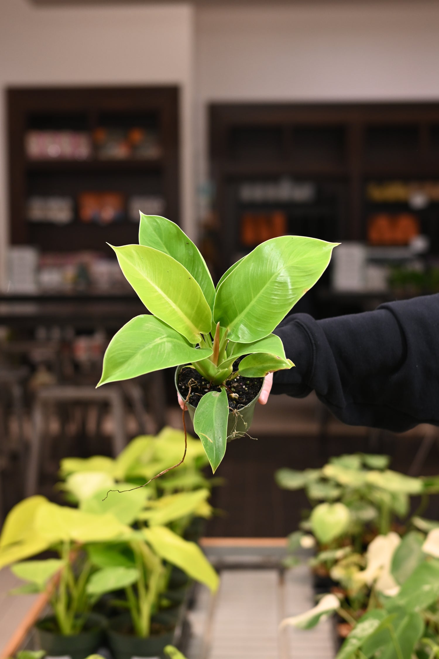 moonlight philodendron plant Moonlight Philodendron