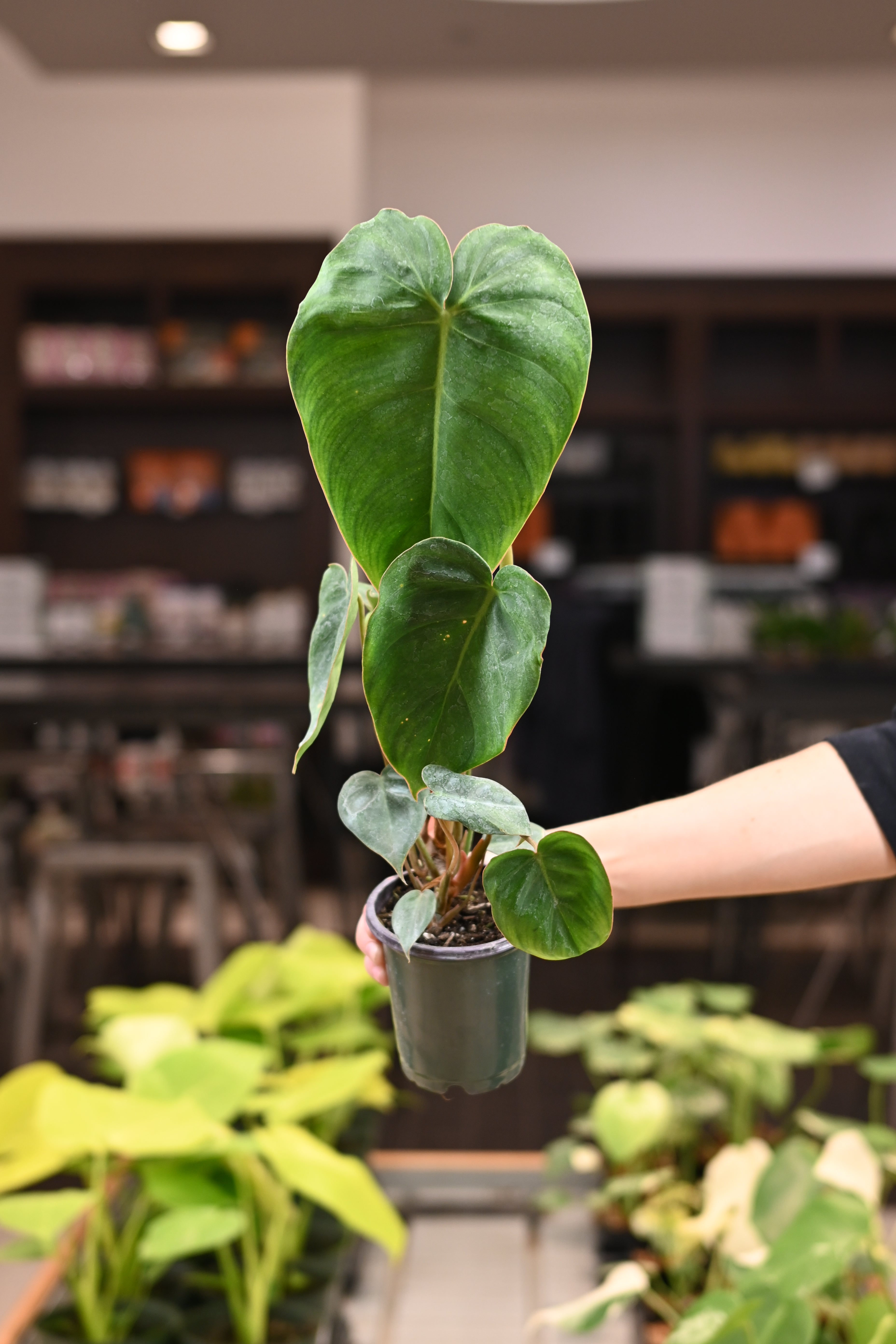 Philodendron Billienum